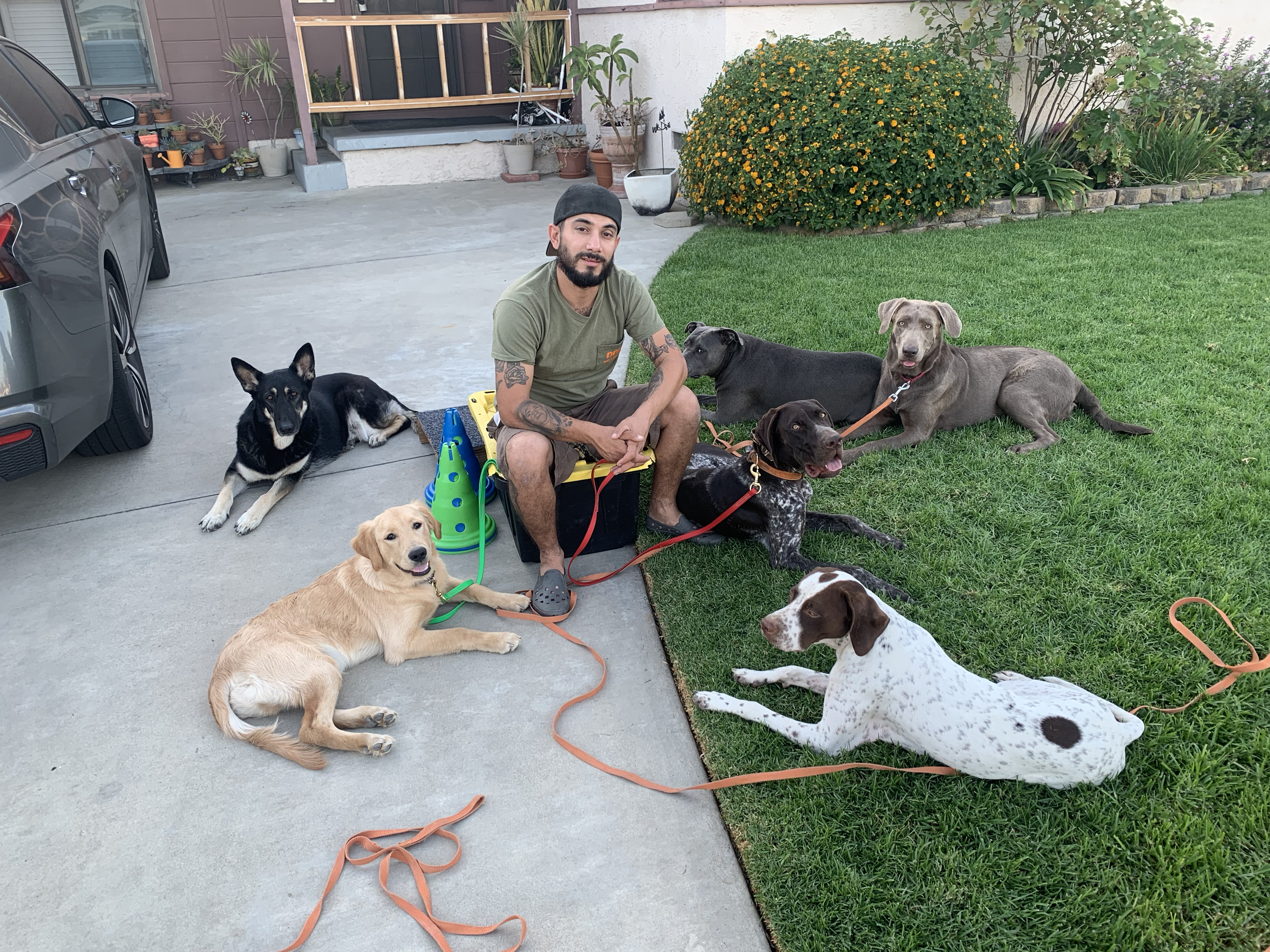 A man with six dogs of various breeds and sizes sitting and lying on a lawn and concrete pavement in a backyard. The dogs include a black and white Border Collie, a golden retriever mix, a black Labrador, a brown and white spotted hound, a grey Great