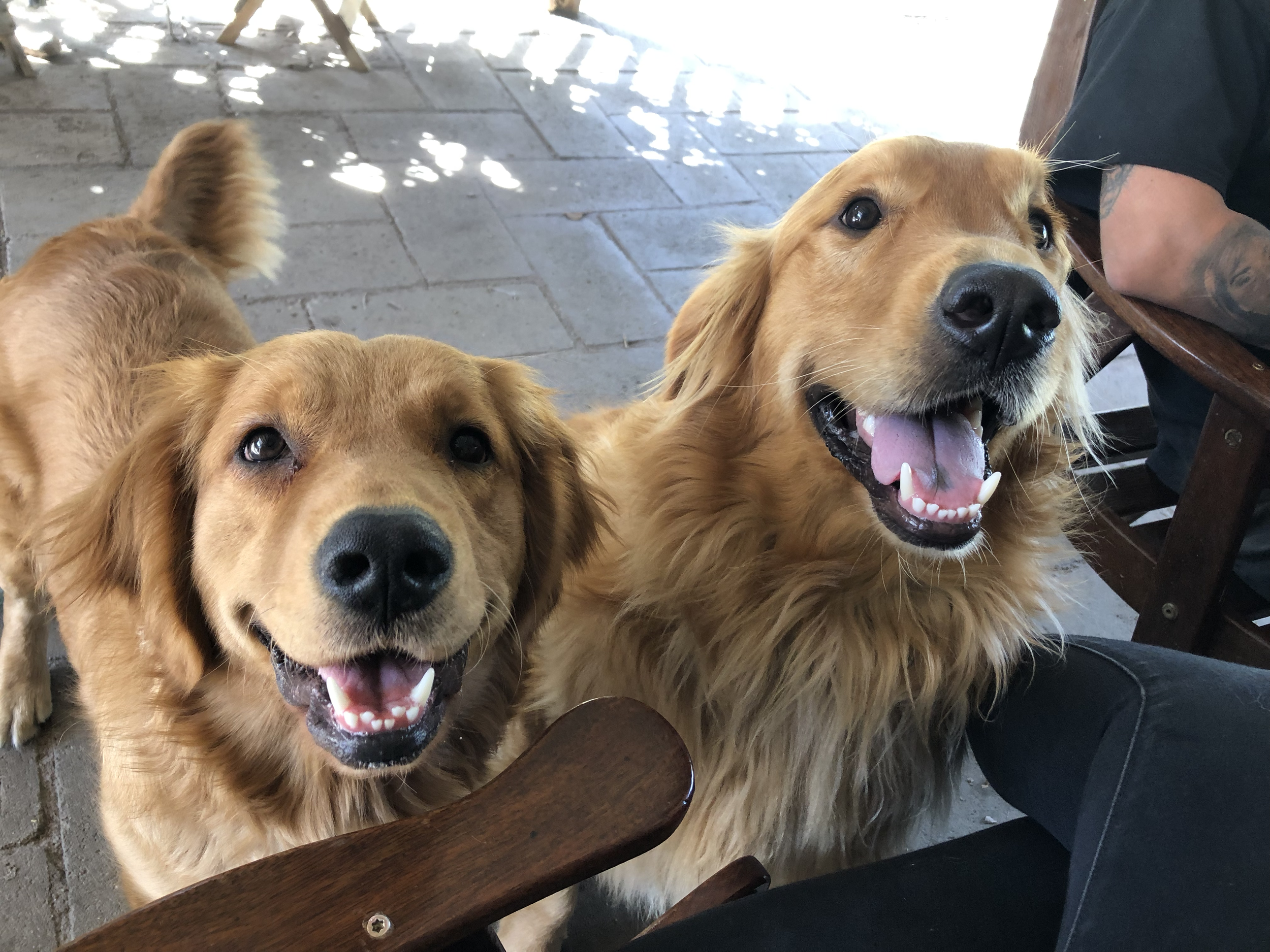 Two golden retrievers looking up with happy expressions, sitting on a patio with stone flooring, next to a person sitting at a wooden table.