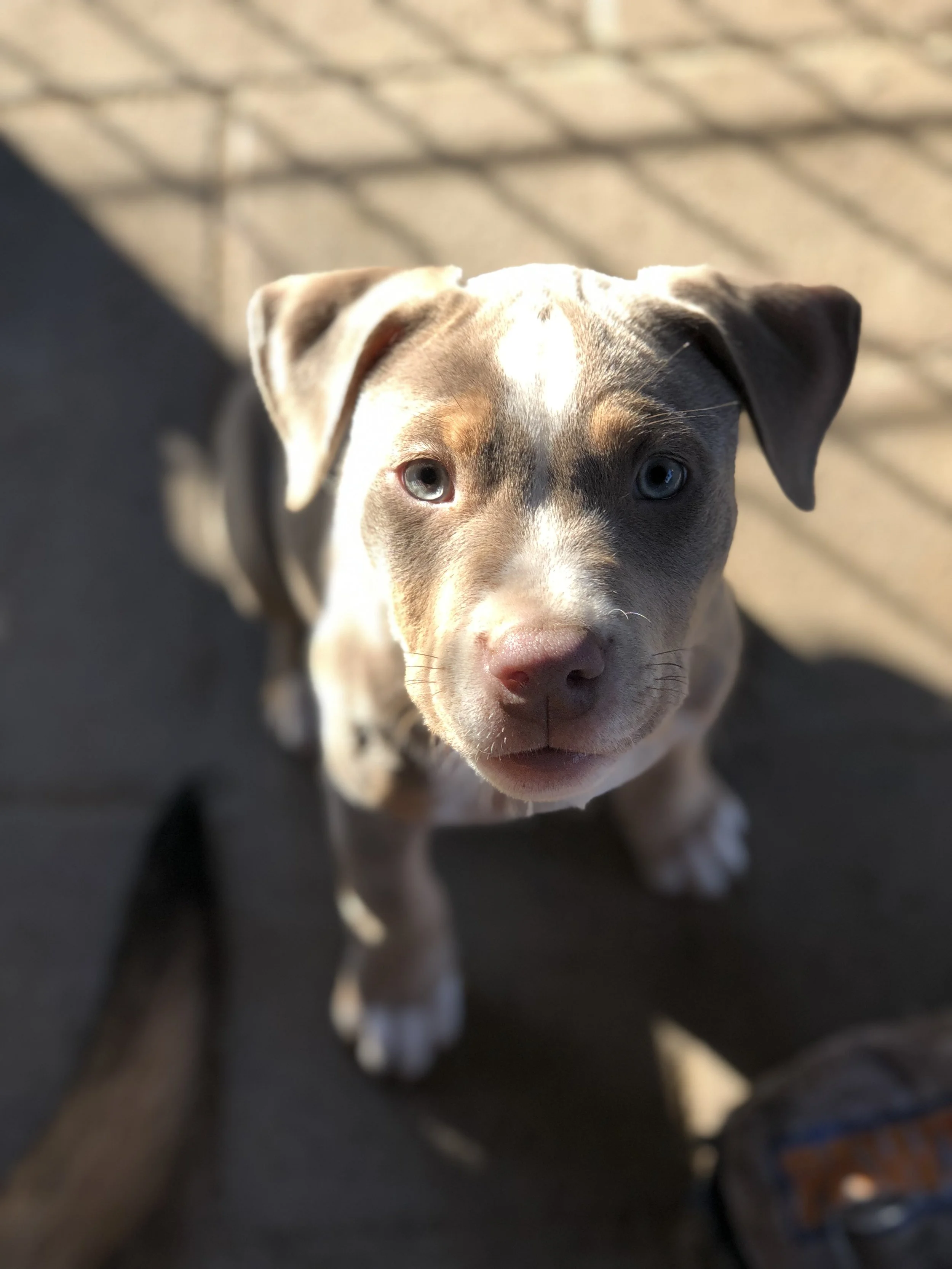 Close-up of a puppy with blue eyes looking up at the camera, with a background of a grid shadow pattern and a dark surface.