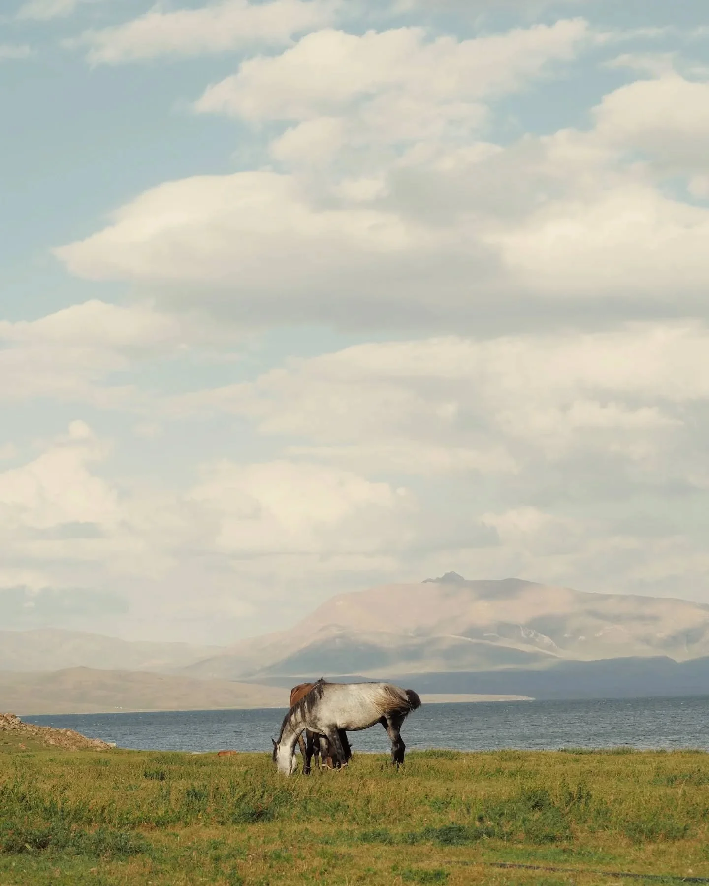 Ich summe vor mich hin, singe ihm vor. Er spitzt die Ohren. &quot;Er ist kein Freund,&quot; sagt mir der alte Mann. &quot;Sie sind nie unsere Freunde.&quot; Ich glaube ihm nicht. Glaube heimlich, was ich glauben will und flechte seine M&auml;hne. Ich