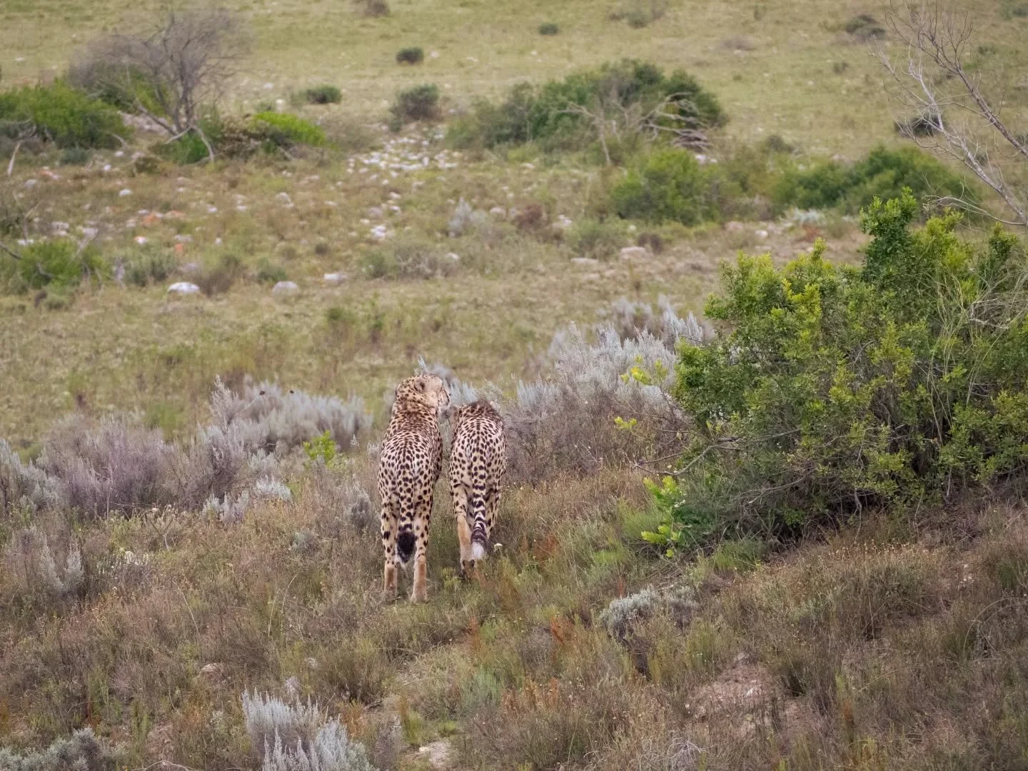 Ich sitze unter der afrikanischen Sonne. Meine Nase ist schon rot von ihren Strahlen, doch der Wind t&auml;uscht weiter &uuml;ber ihre tats&auml;chliche Kraft hinweg. Er saust mir durch die kurzen, d&uuml;nnen Haare, wirbelt um mein Herz und verschwi