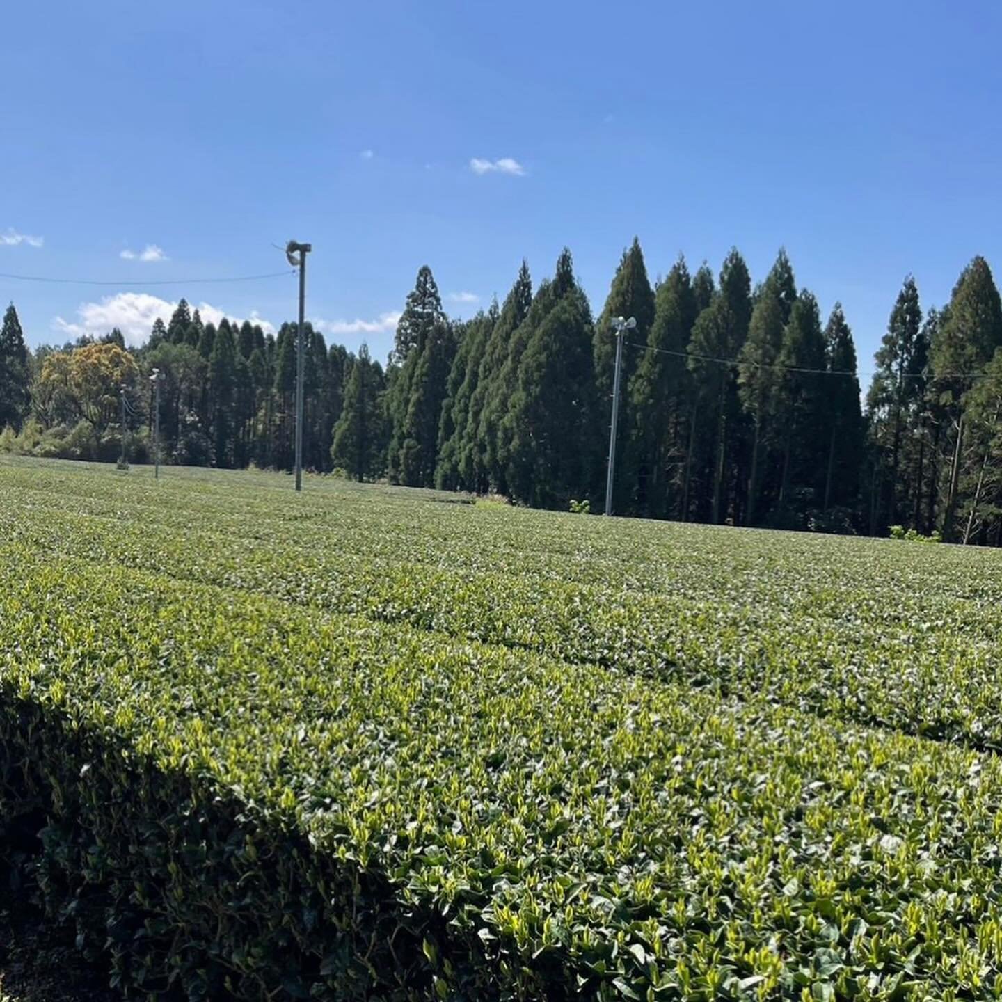 Postcard from Kagoshima🌱🌱
Tea fields are almost ready for harvest - which means we will soon have Shincha teas available. Always so exciting to taste the new teas !

#japanesetea #organicjapanesetea #kagoshima #kirishima #sencha #organicsencha #mat