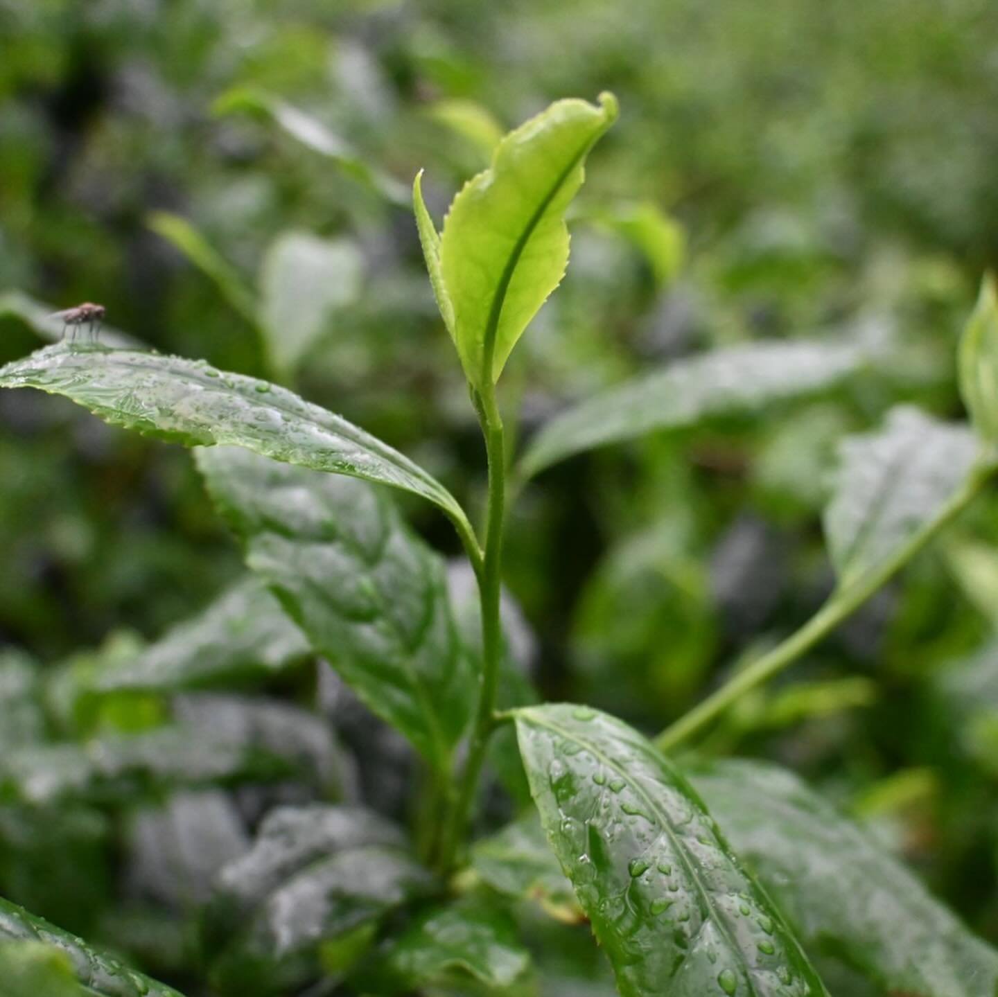 Spring Tea Fields. Shincha 2024.
The new teas from Kagoshima are harvested and ready to be enjoyed - the farmer&rsquo;s promise delicate flavors this year.

The first selection of Shincha 2024 teas will be available in a few weeks.

#japanesetea #org