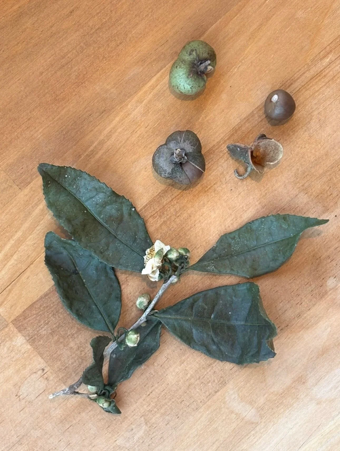 The tea plant and winter fields🍃

The tea plant (Camellia sinensis) in all its stages - the one plant behind every cup of tea.

And a look back at my visit to the November fields. The plants, ready to rest through winter. Preparing for a new season&