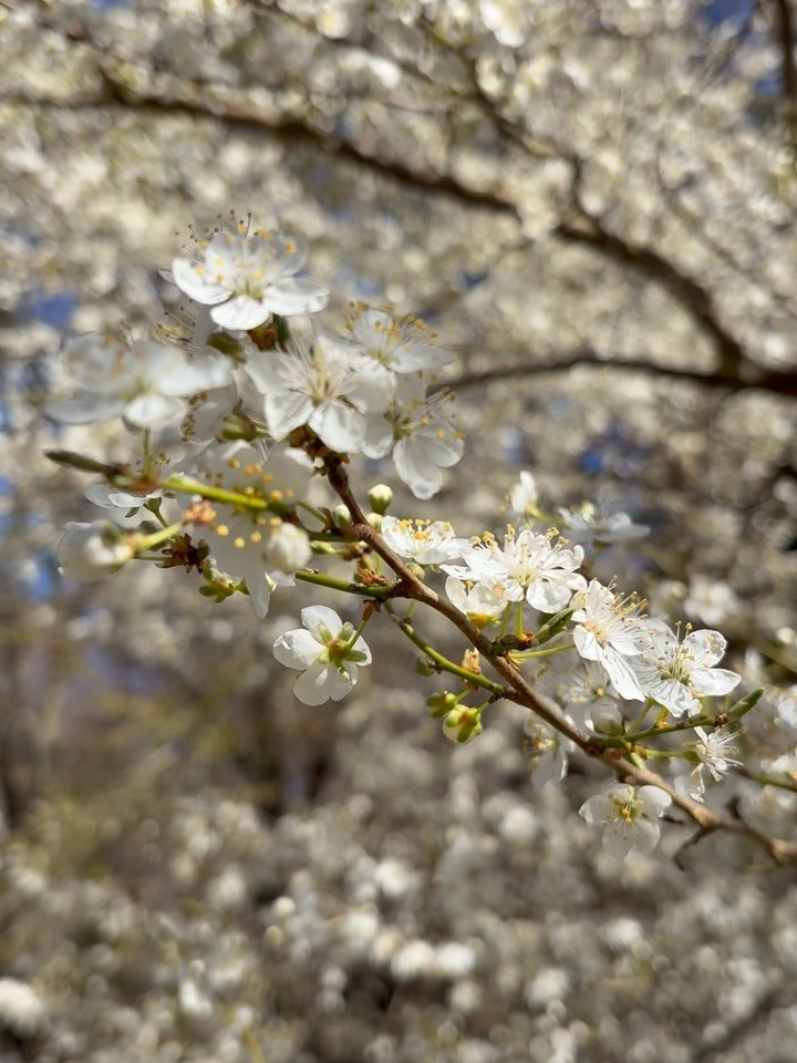 The Mirabelle glass by @bastian_bjerge was made to celebrate the beautiful blooming mirabelle. 

Inspired by floral forms and Japanese aesthetics, the Mirabelle glass is a tribute to spring &mdash; where Danish craftsmanship meets the spirit of sakur