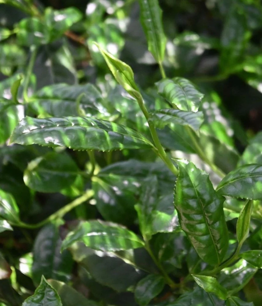 Shincha 2026 - The Waiting Game 🌱🌱

The first Shincha teas of the year are now being harvested. The farmers we work closely with are already hard at work, preparing to bring us the very first taste of the new season. We expect teas from Kagoshima a