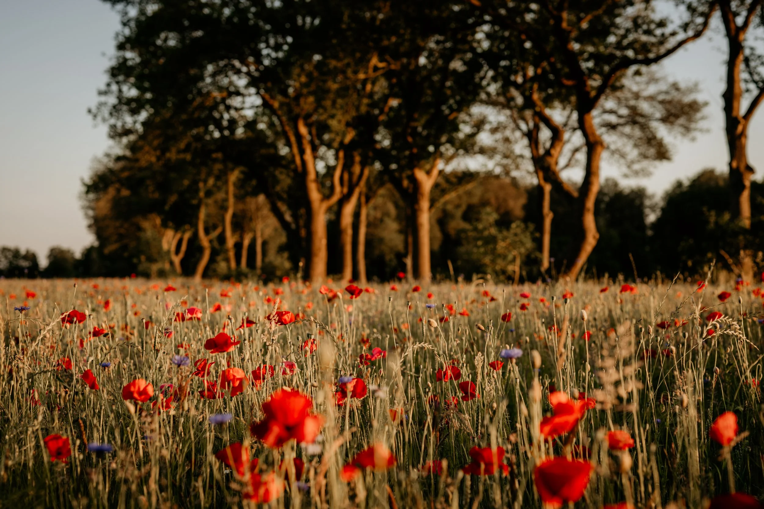 klaprozenveld Drenthe tijdens gouden uur.