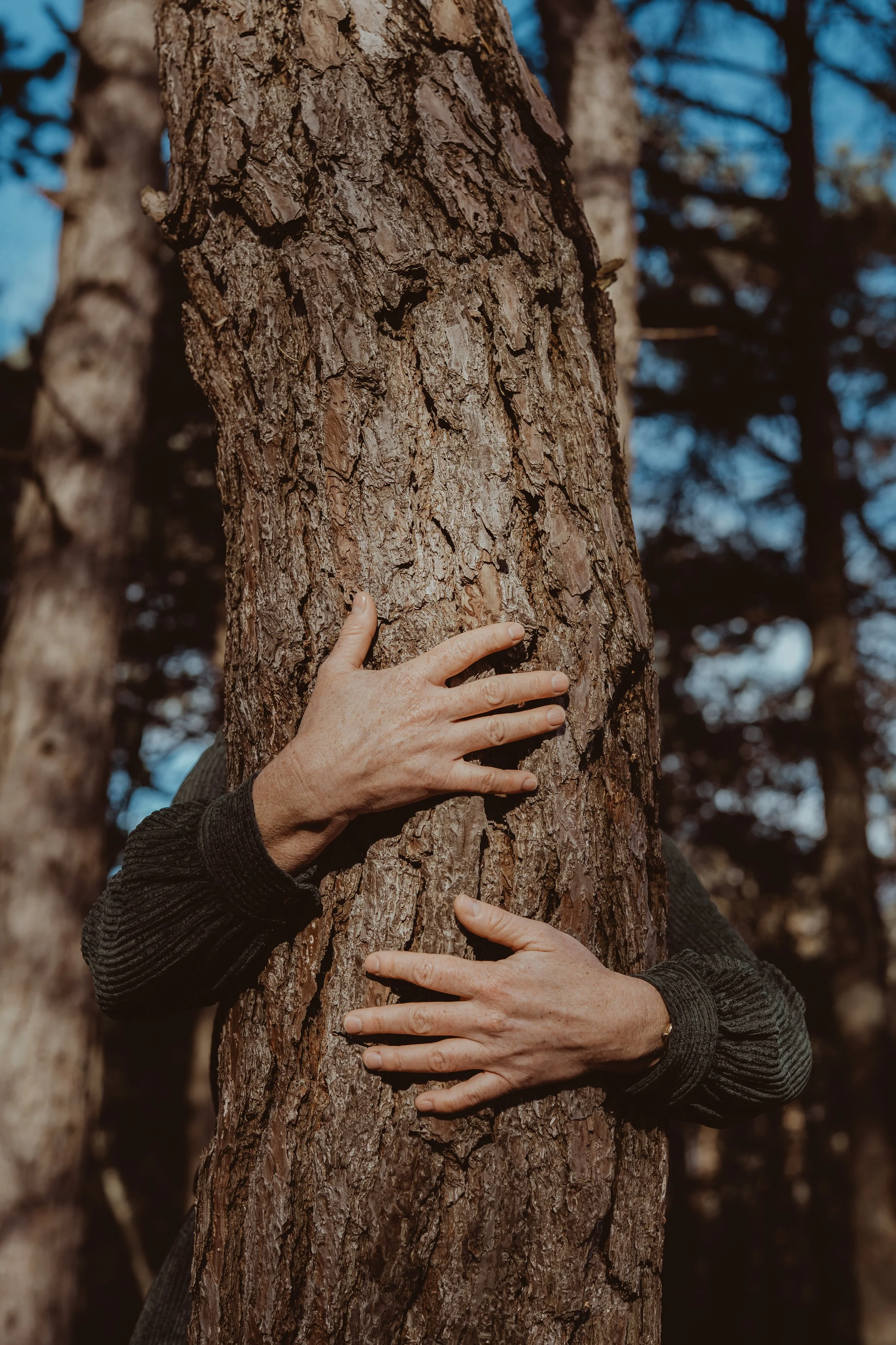 Handen om een boomstam in het bos, personal branding in de natuur, wandel coaching, systemisch werk. Branding fotografie assen Drenthe.