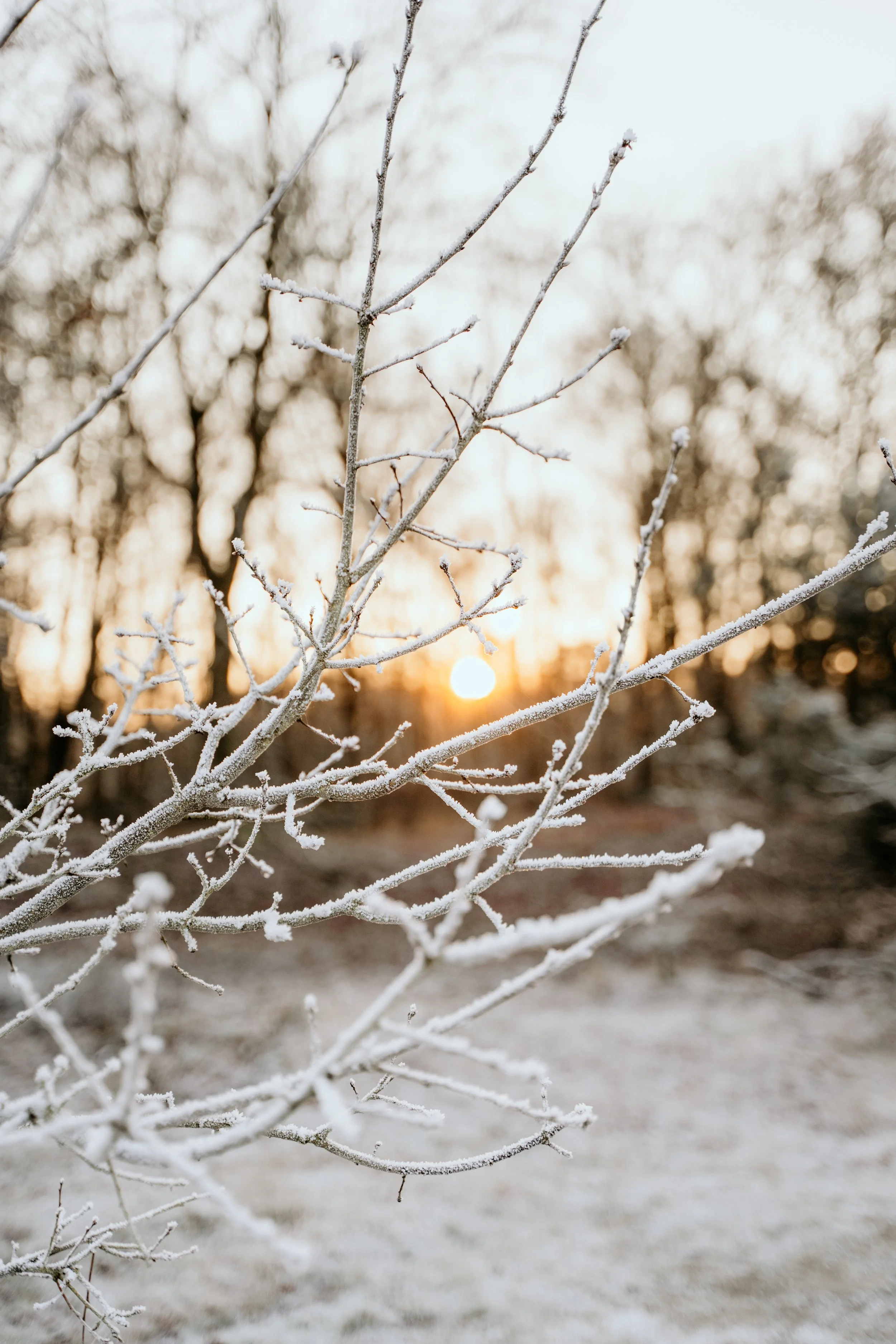 Besneeuwde omgeving, takken met sneeuw en zon op achtergrond in Drenthe.