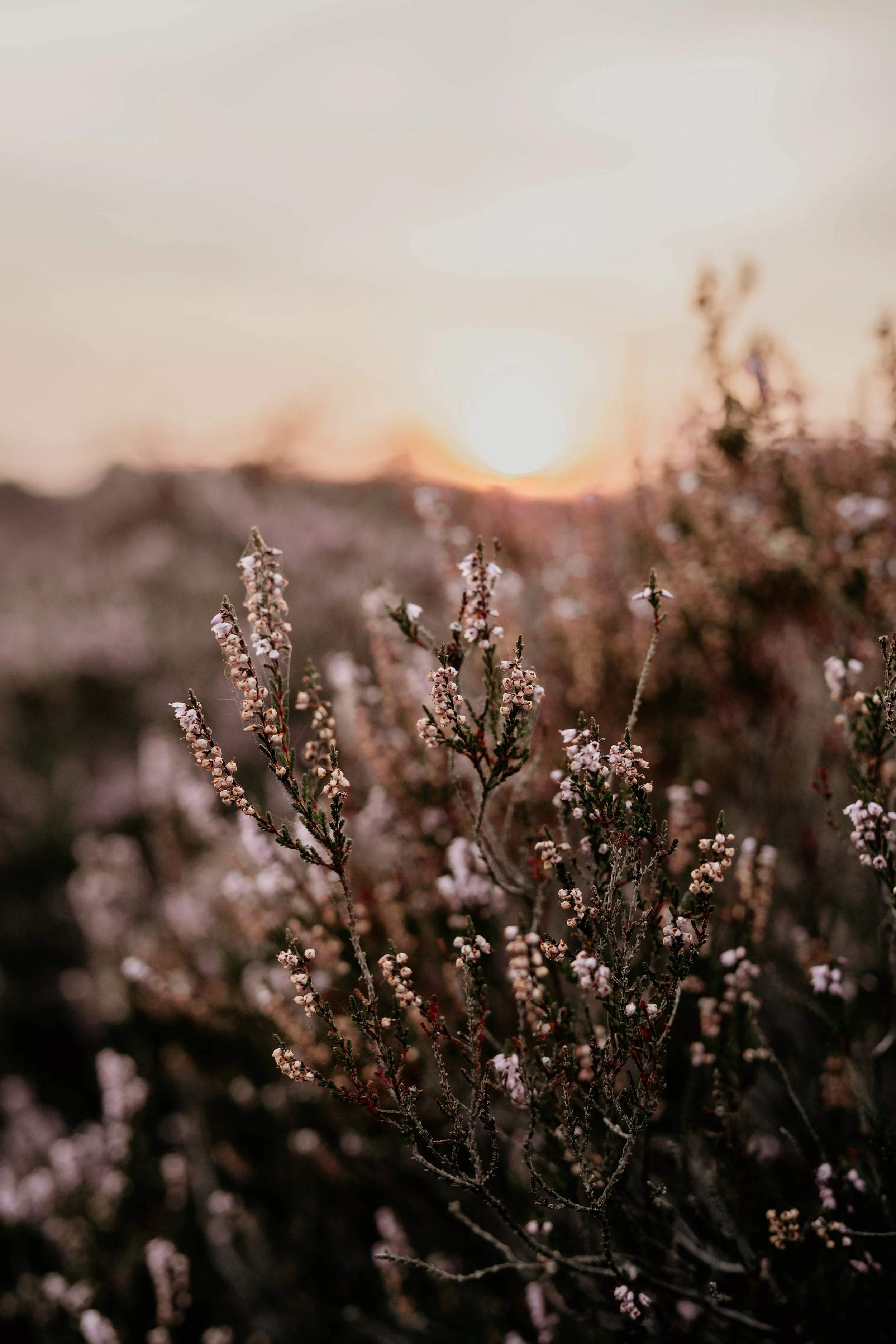 Heide en ondergaande zon in Drenthe.