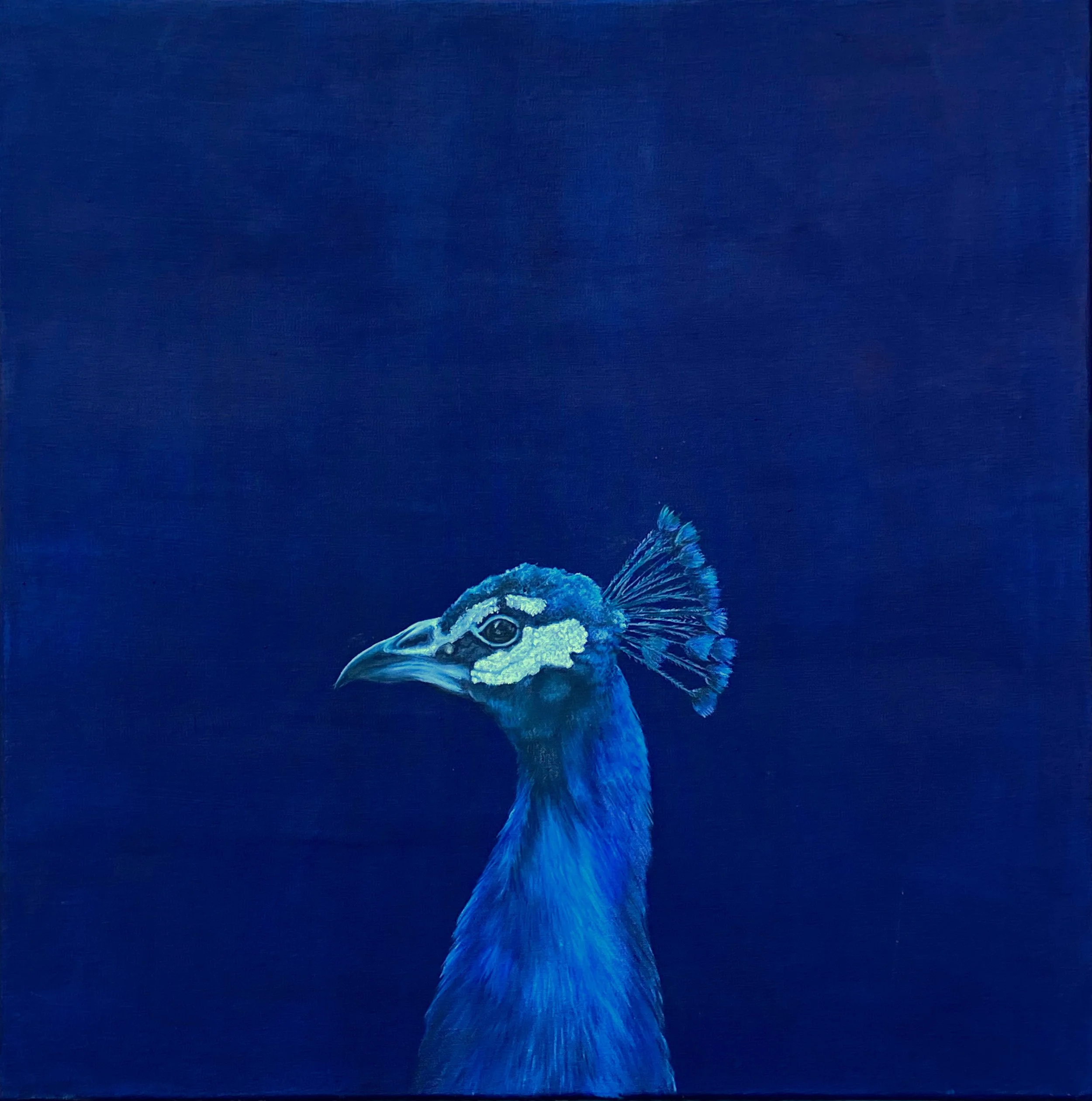 Pavo real perfil.jpg