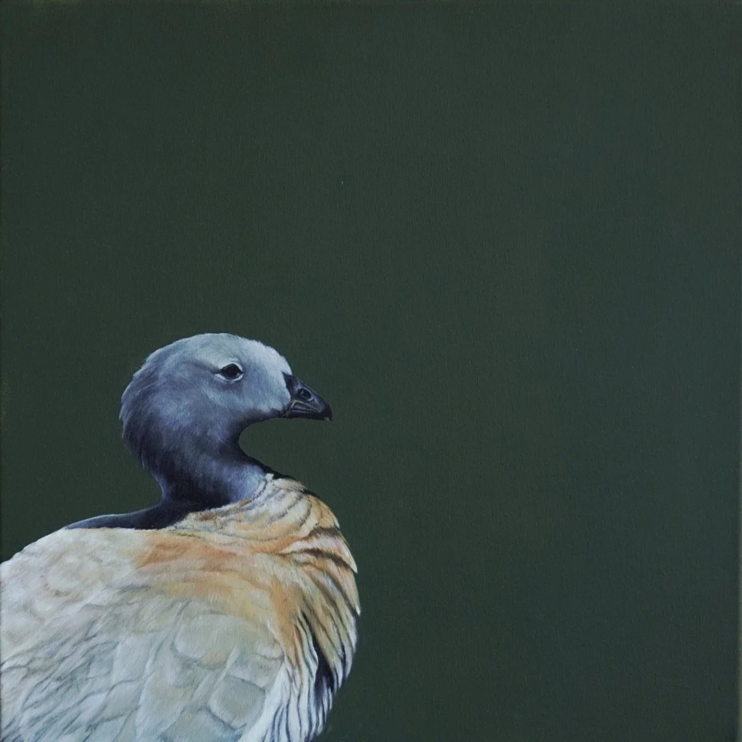 PATAGONIAN ANIMALS AND MORE