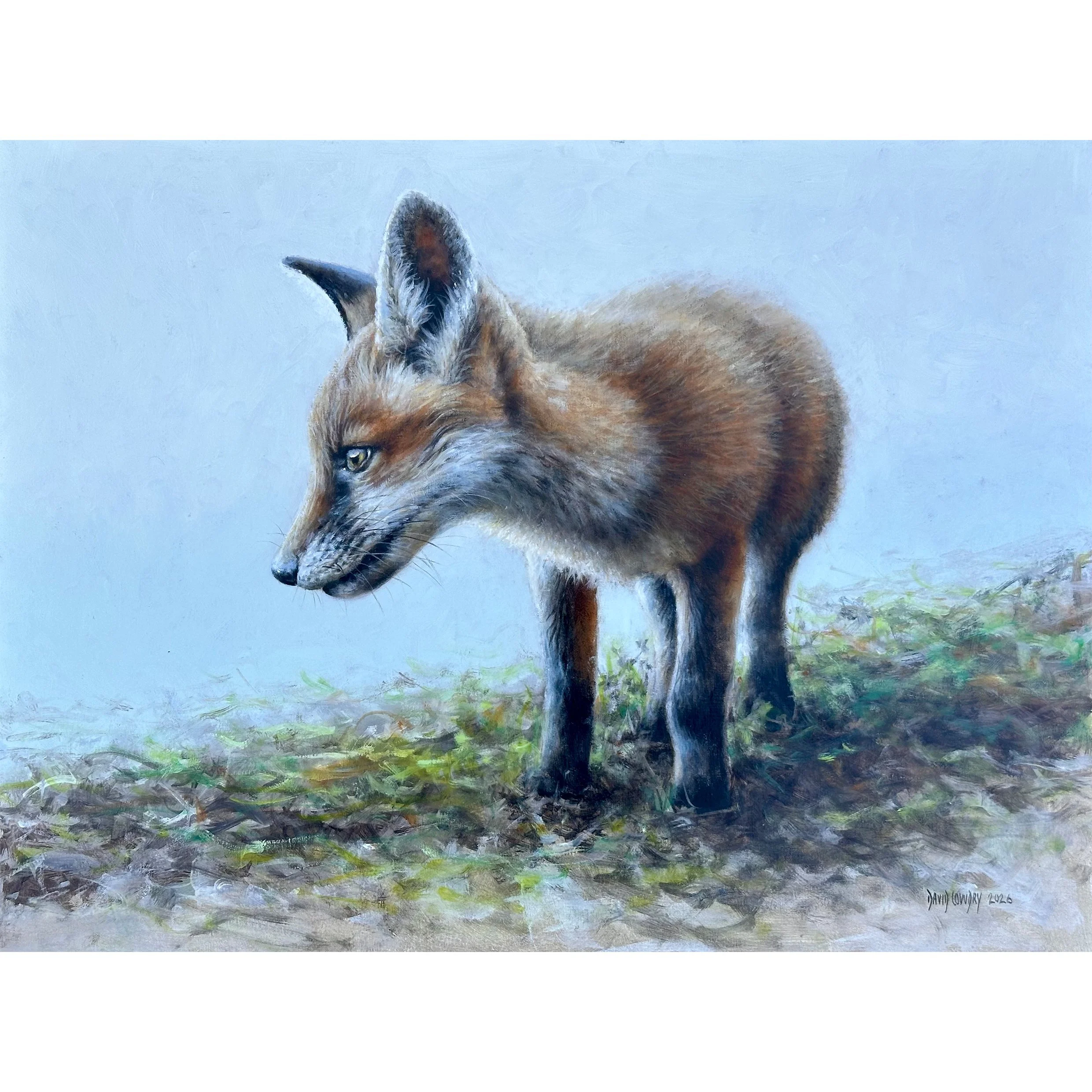Curious Fox Cub by David Cowdry