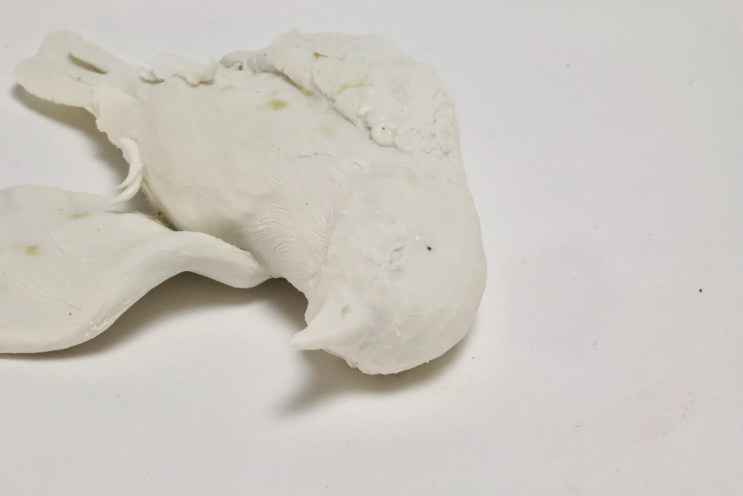 ash kissed bird.jpeg