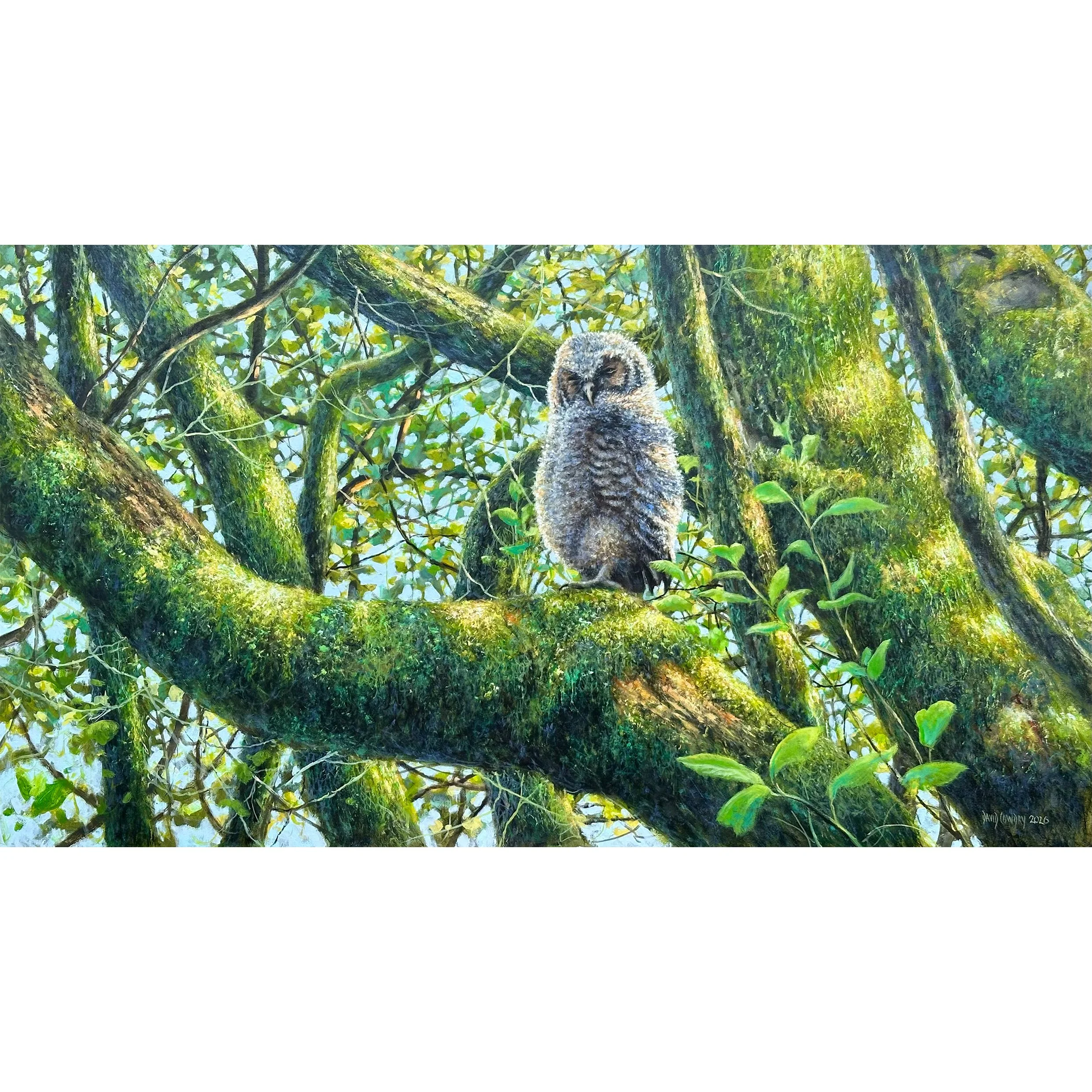 Tawny Fledgling by David Cowdry