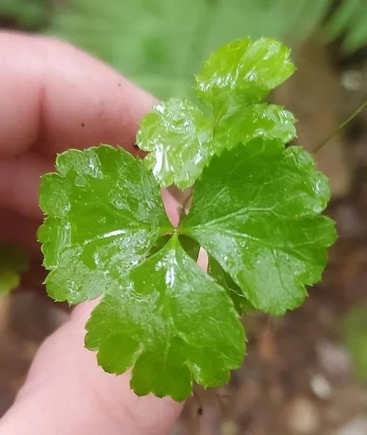 Wild Edible & Medicinal Plants of New England — Feral Forest Folk