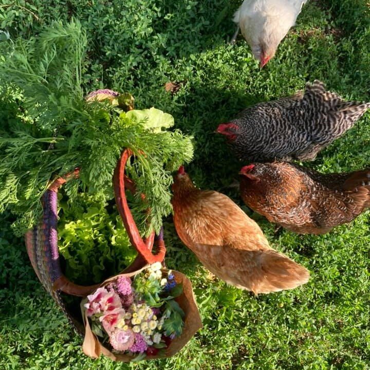 A year ago this time ,we welcomed Big Feathers, Little Pizza,  Chickweed, and Foxglove into our backyard. When they first arrived, I was overwhelmed and a little scared of our tiny dinosaurs. I could barely touch them and the idea of being responsibl