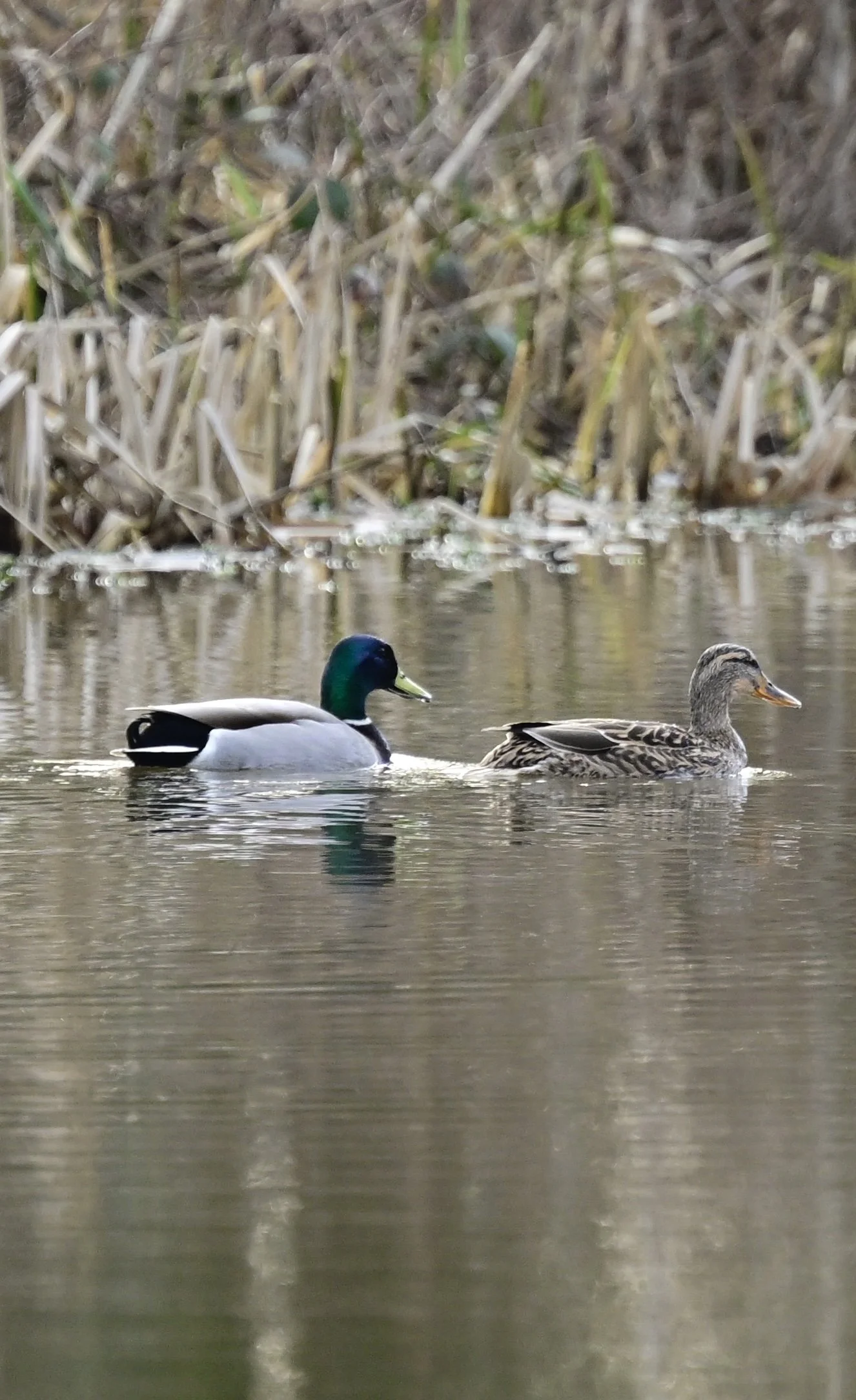 _DSC2815.jpeg