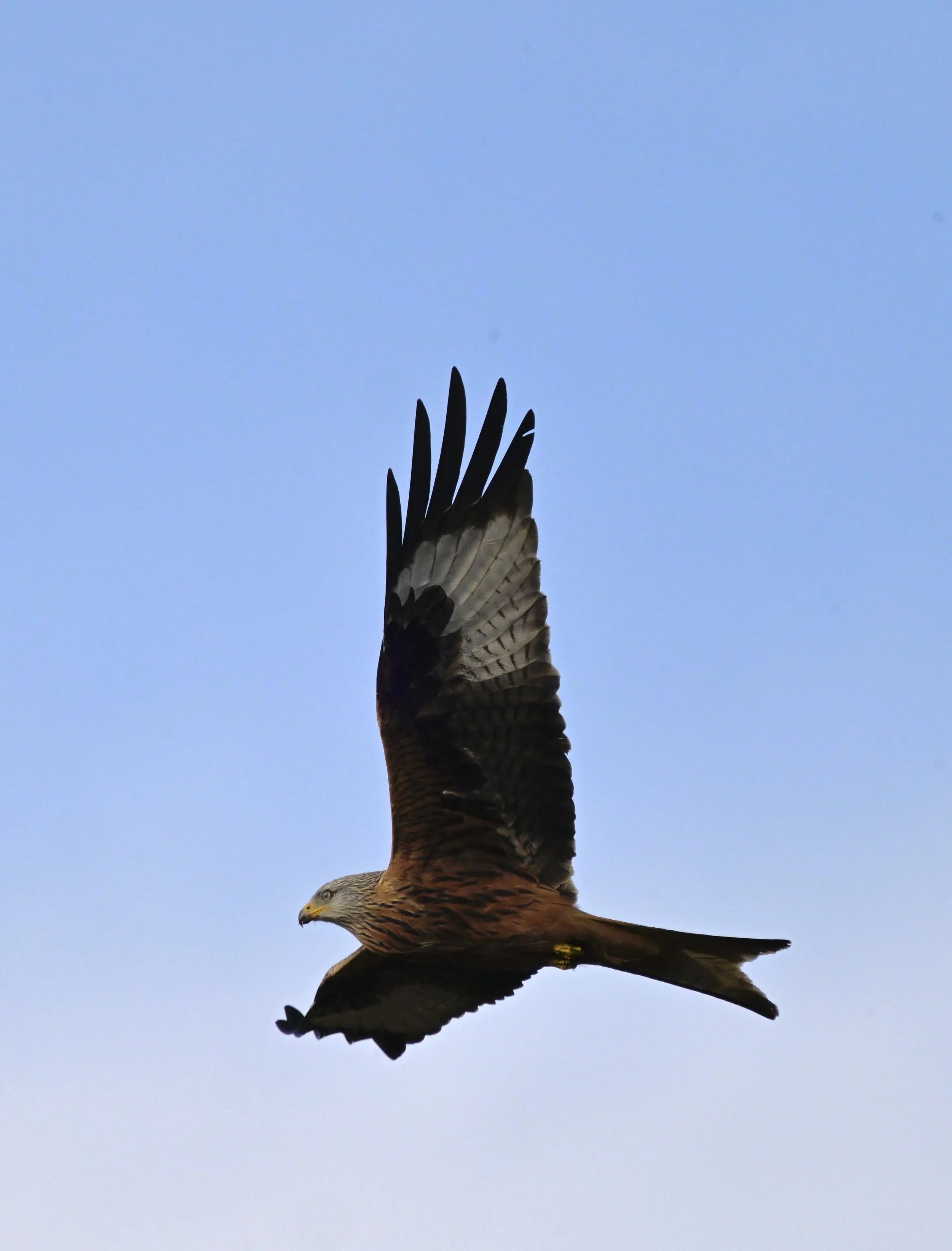 _DSC3216.jpeg