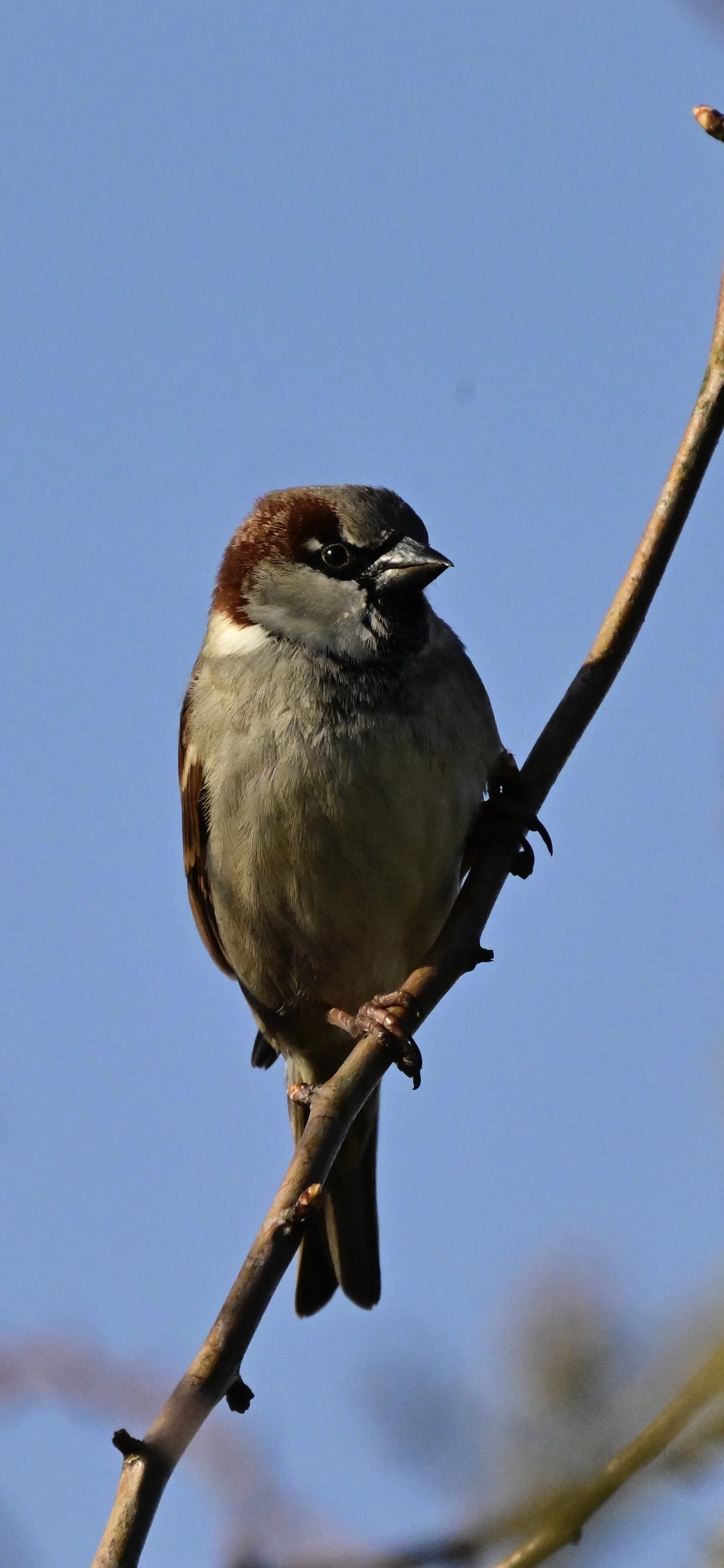 _DSC3243.jpeg