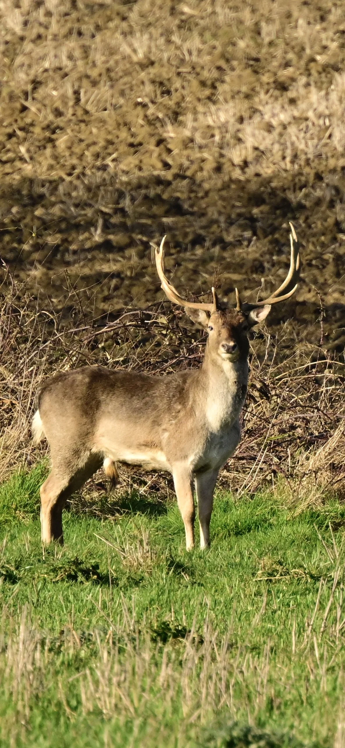 _DSC2935.jpeg