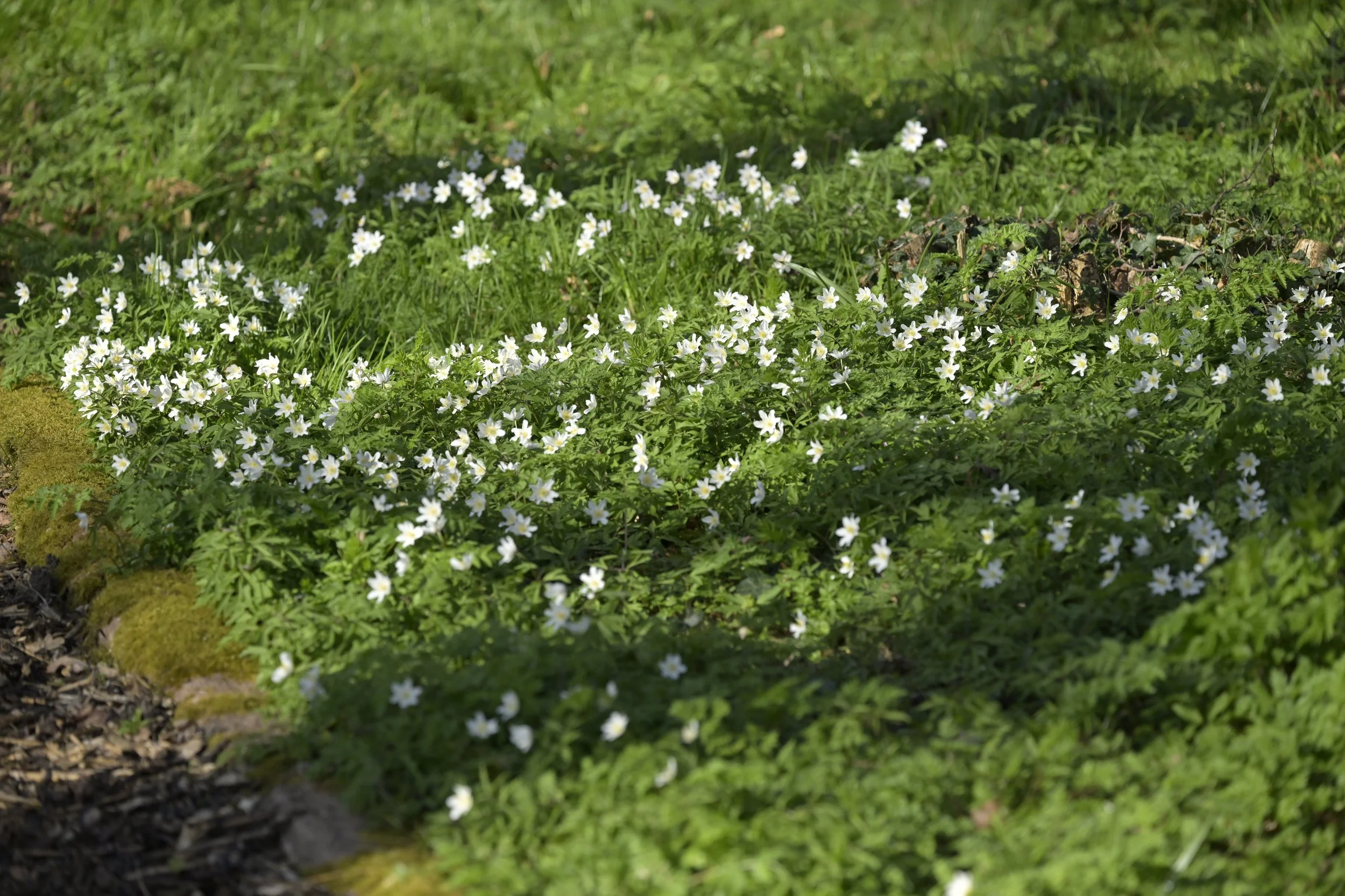 _DSC3722.jpeg