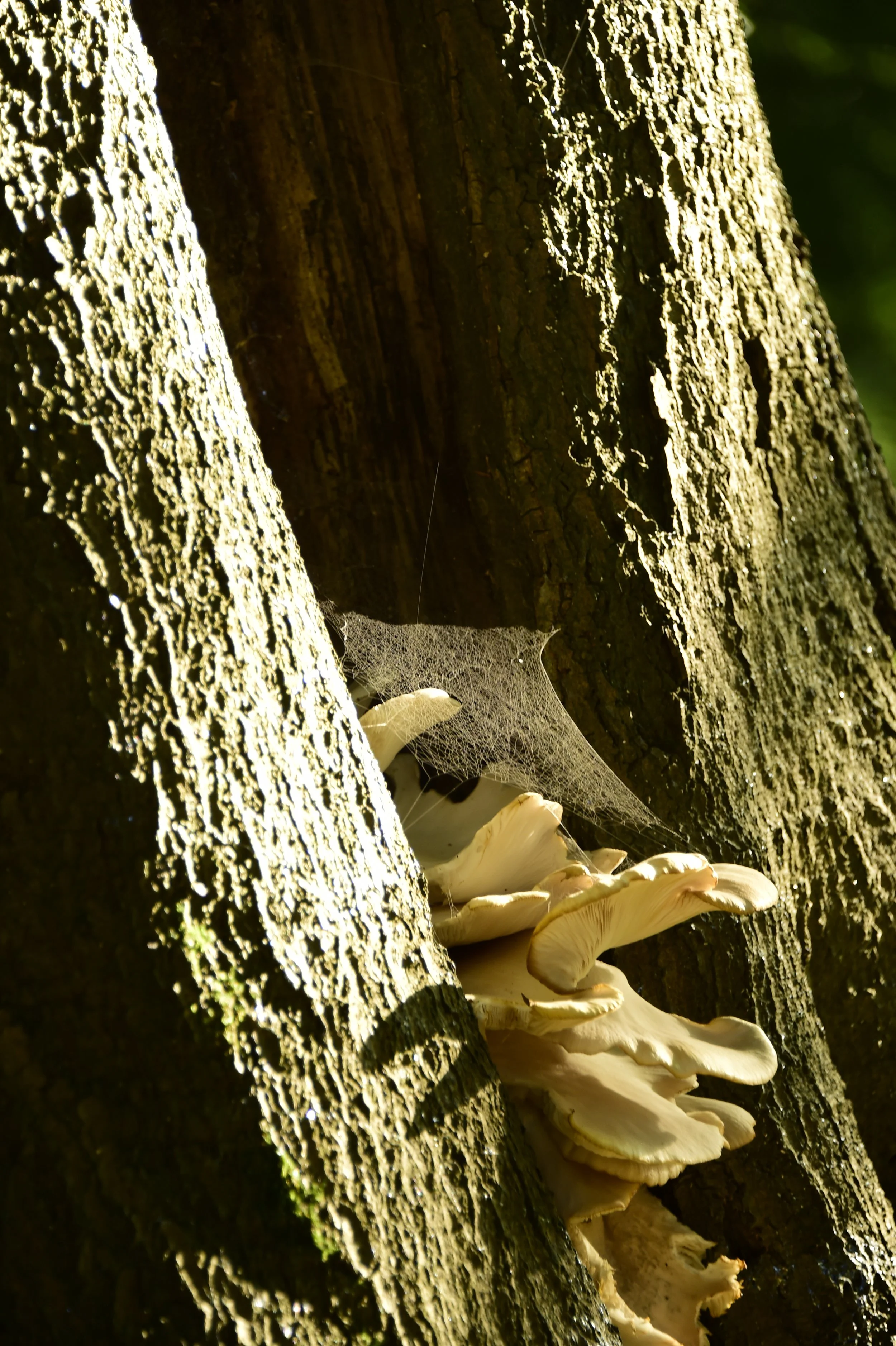 _DSC8827.JPG