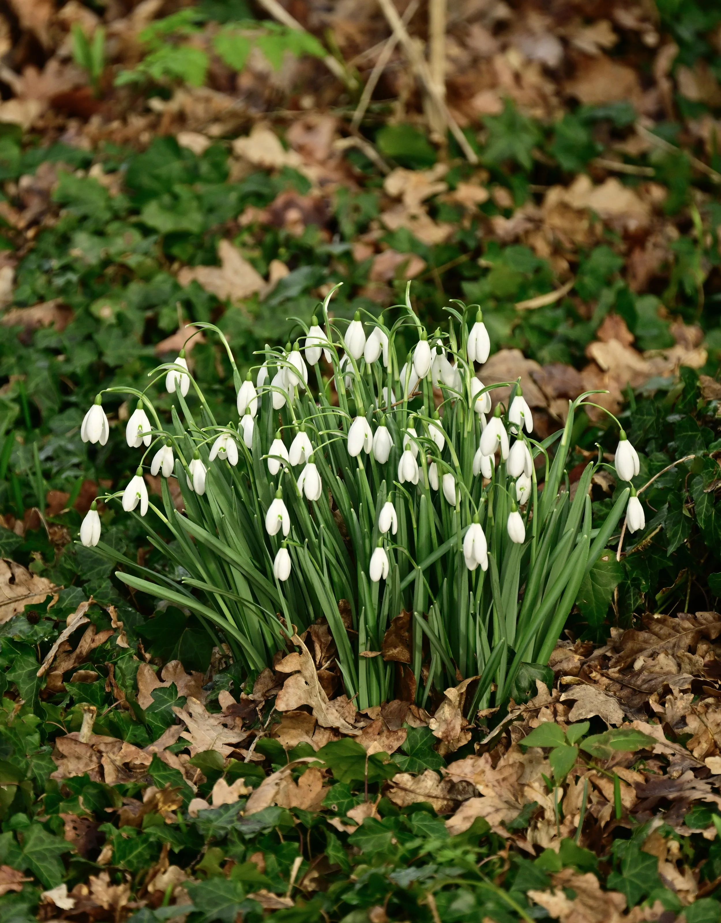 _DSC2796.jpeg