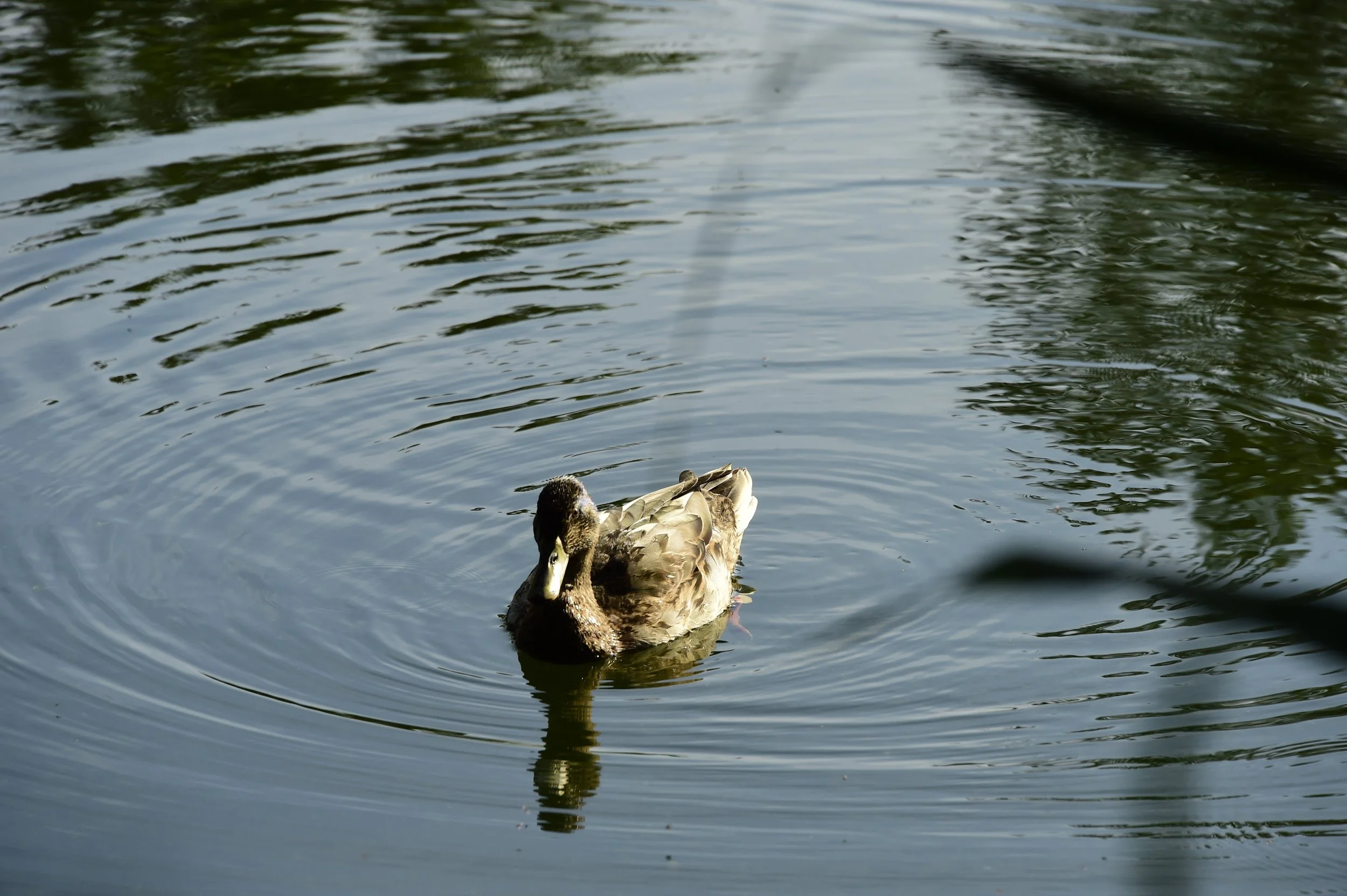 _DSC8808.JPG
