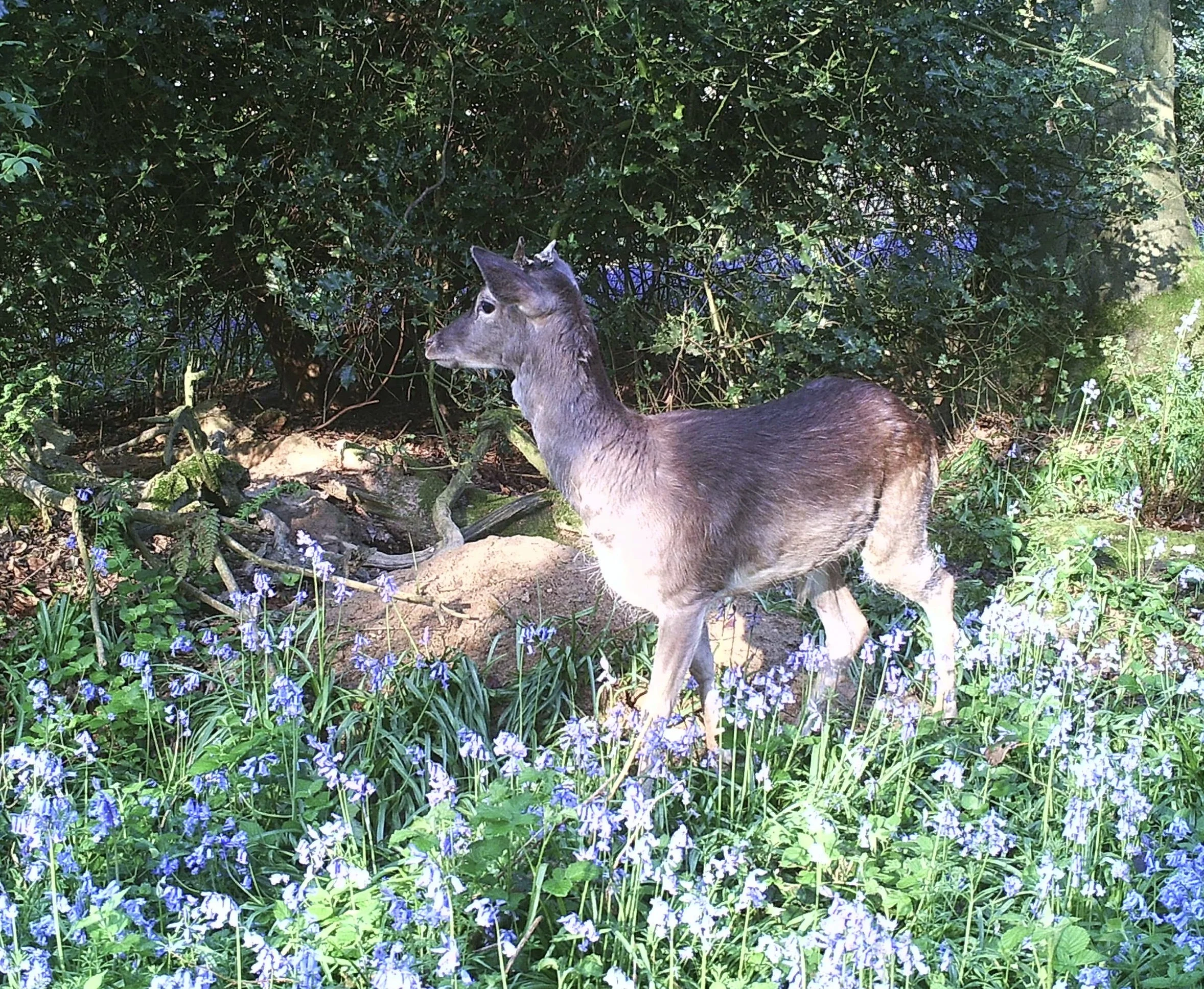 IMAG0065.JPG