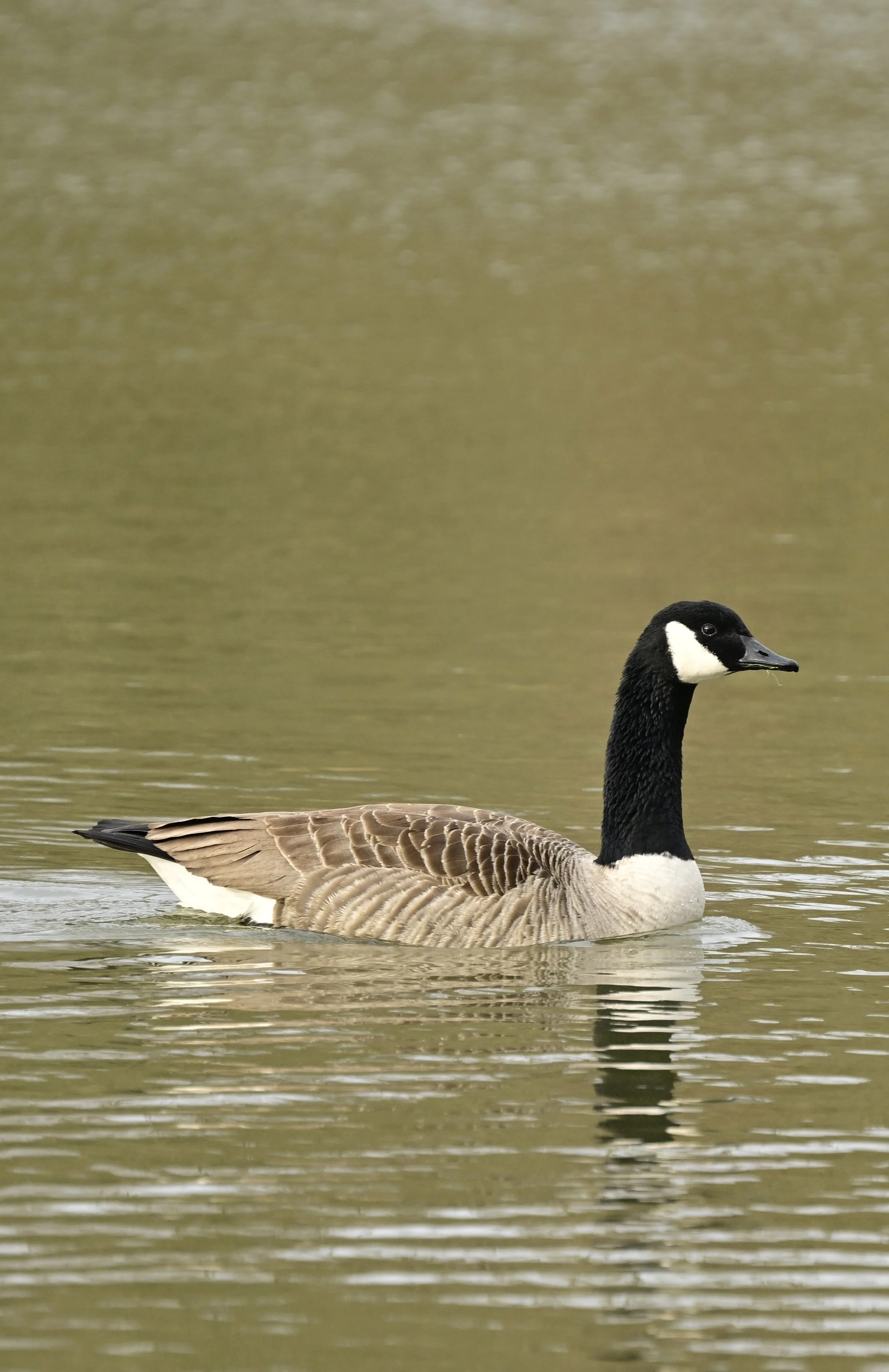 _DSC2803.jpeg