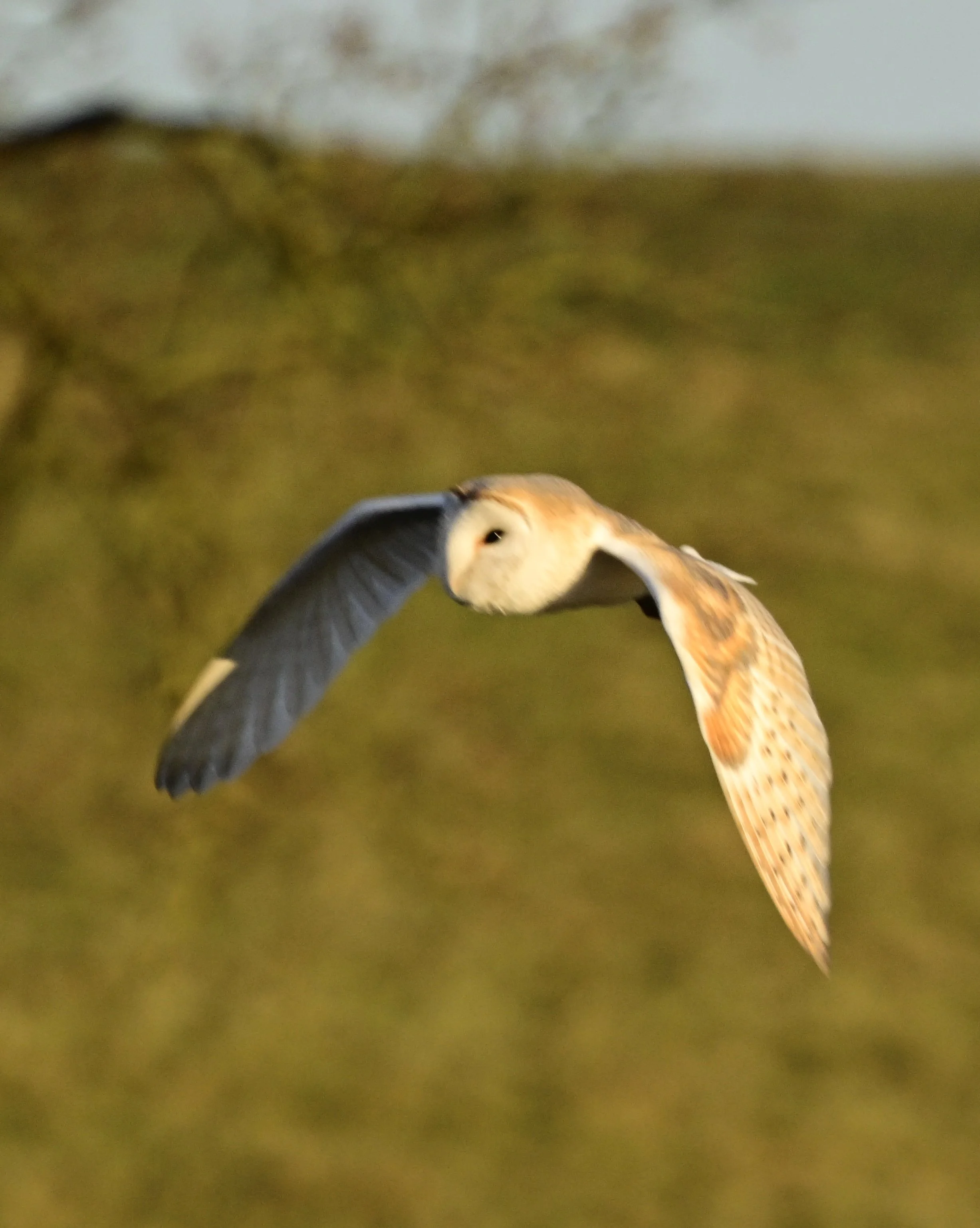 _DSC2894.jpeg