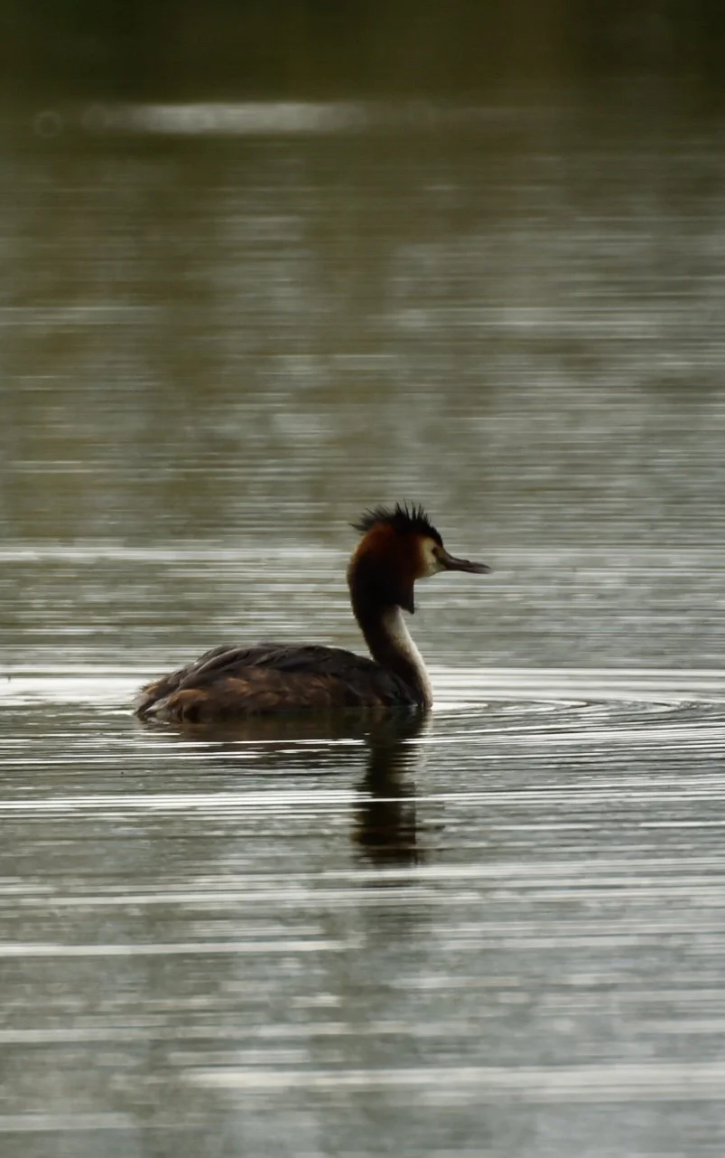 _DSC2414.jpeg