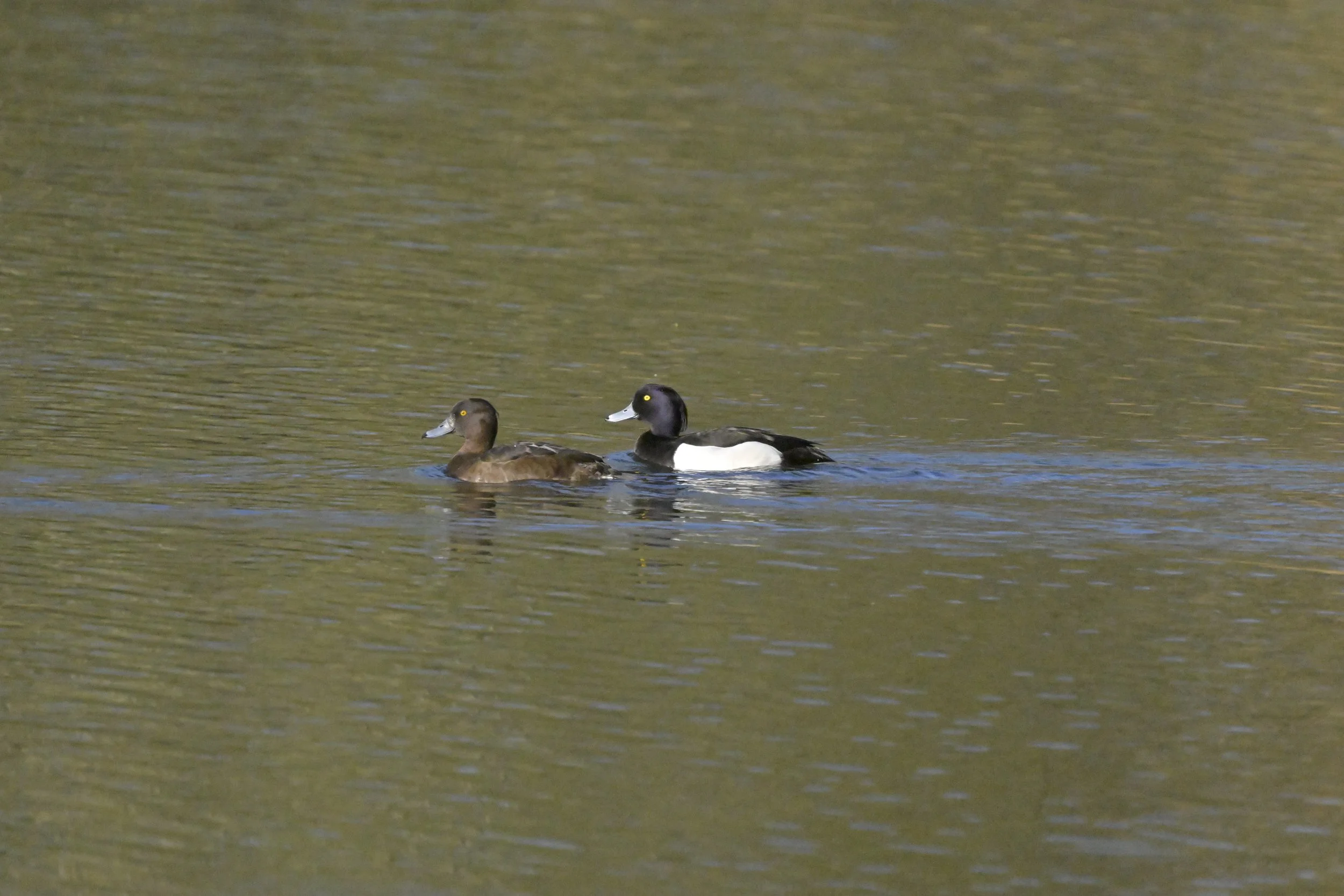 _DSC3920.jpeg