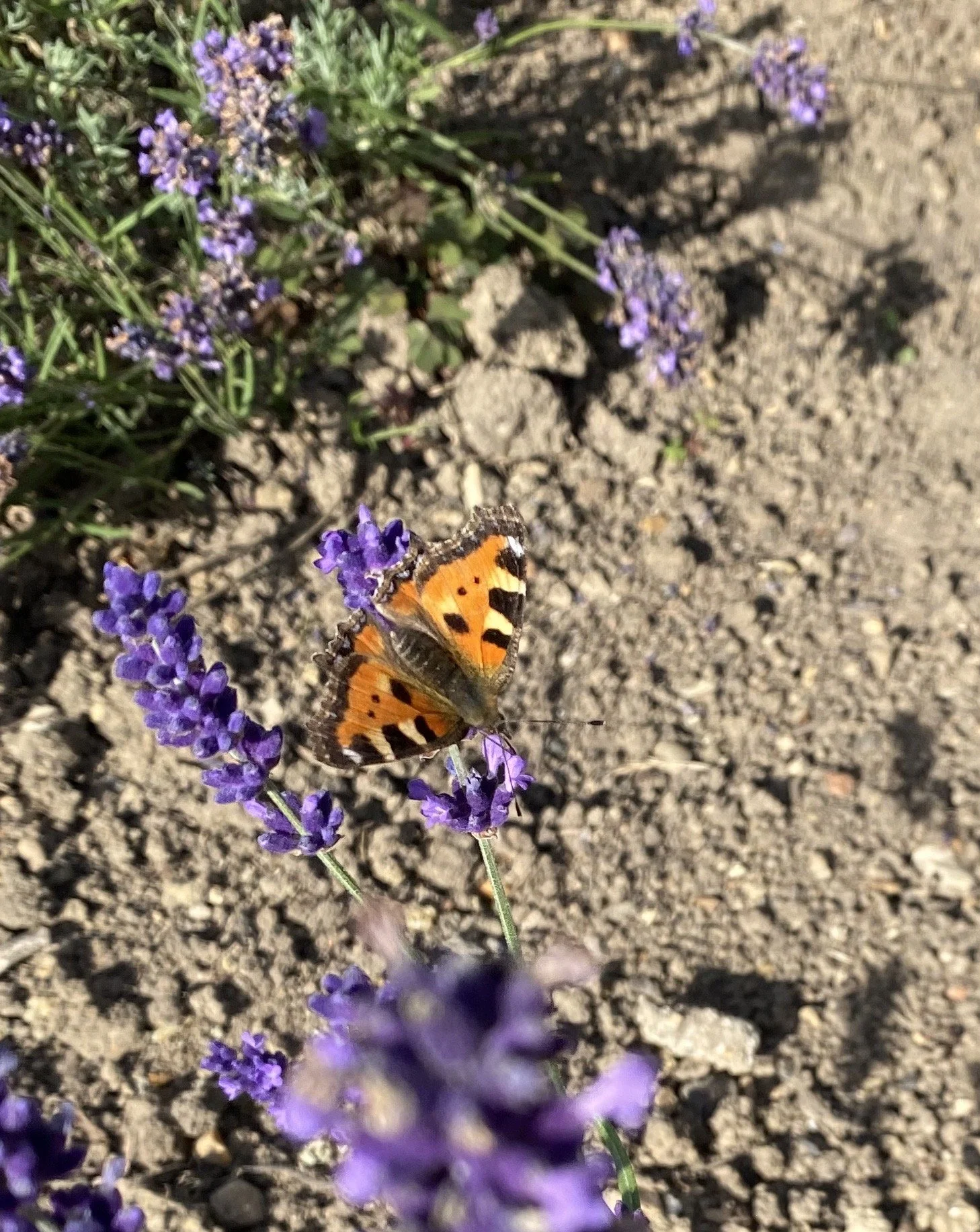 IMG_4558.jpeg