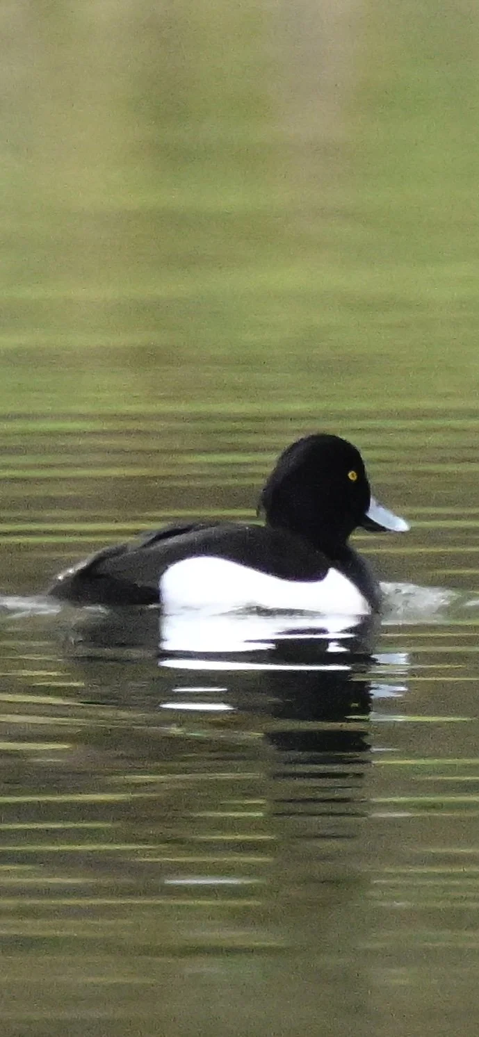 _DSC3342.jpeg