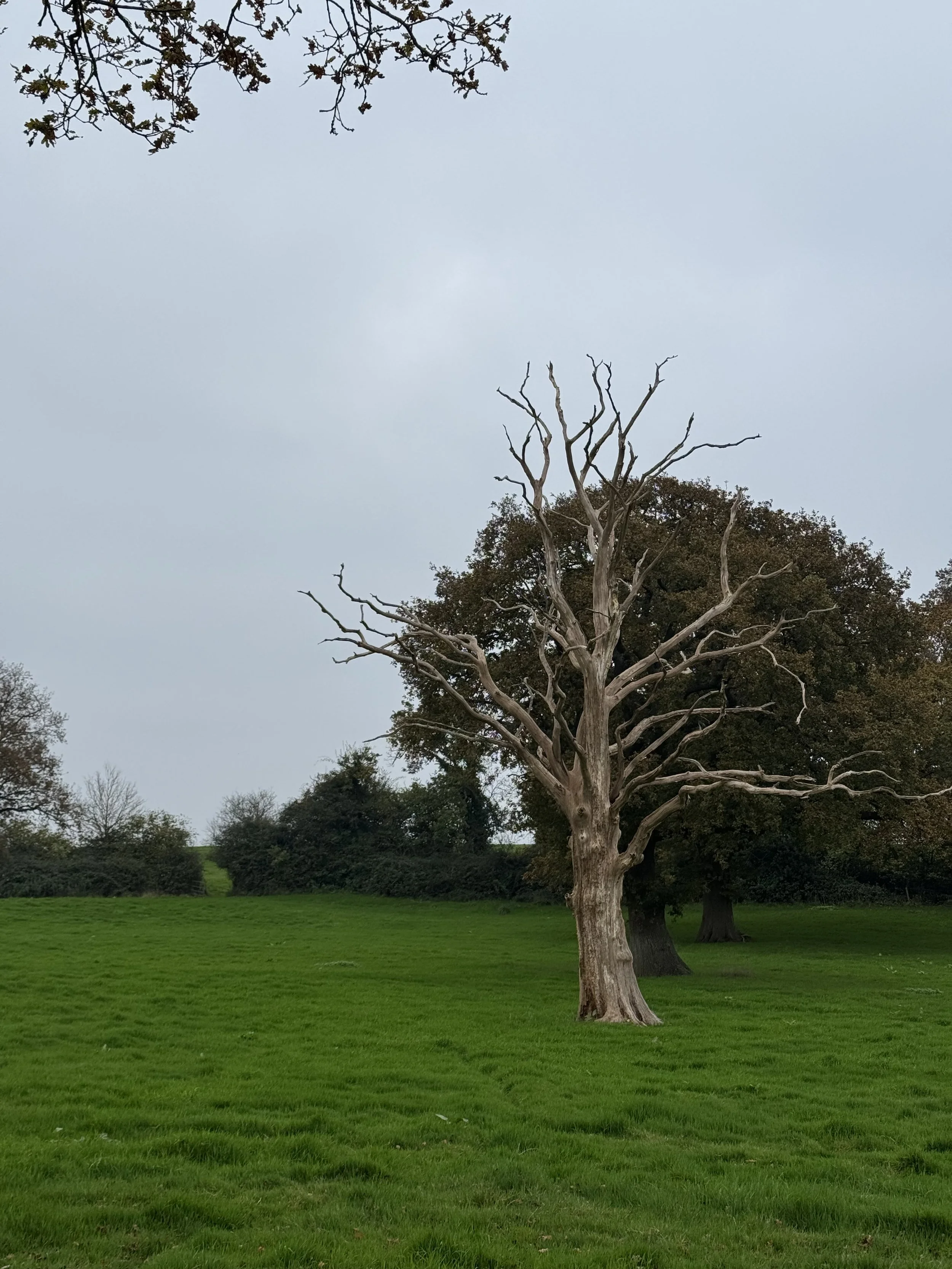 IMG_4968.jpeg
