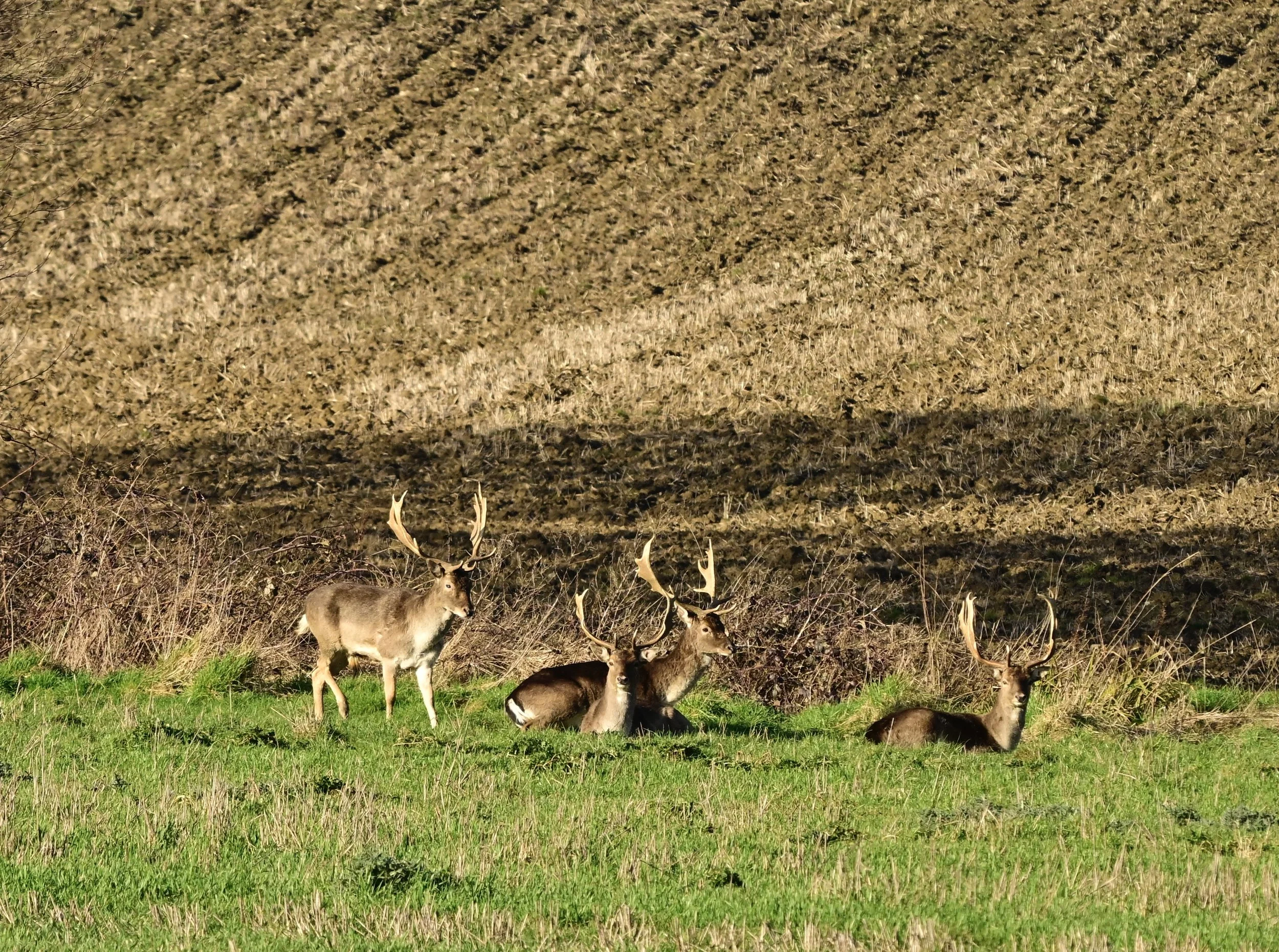 _DSC2936.jpeg