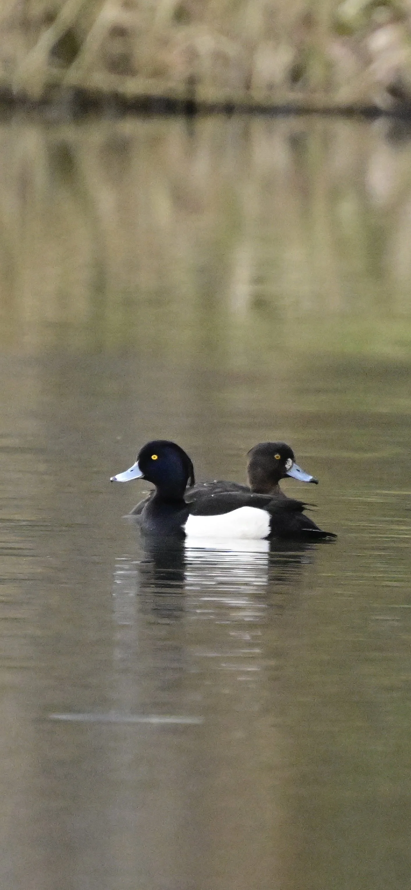 _DSC3345.jpeg