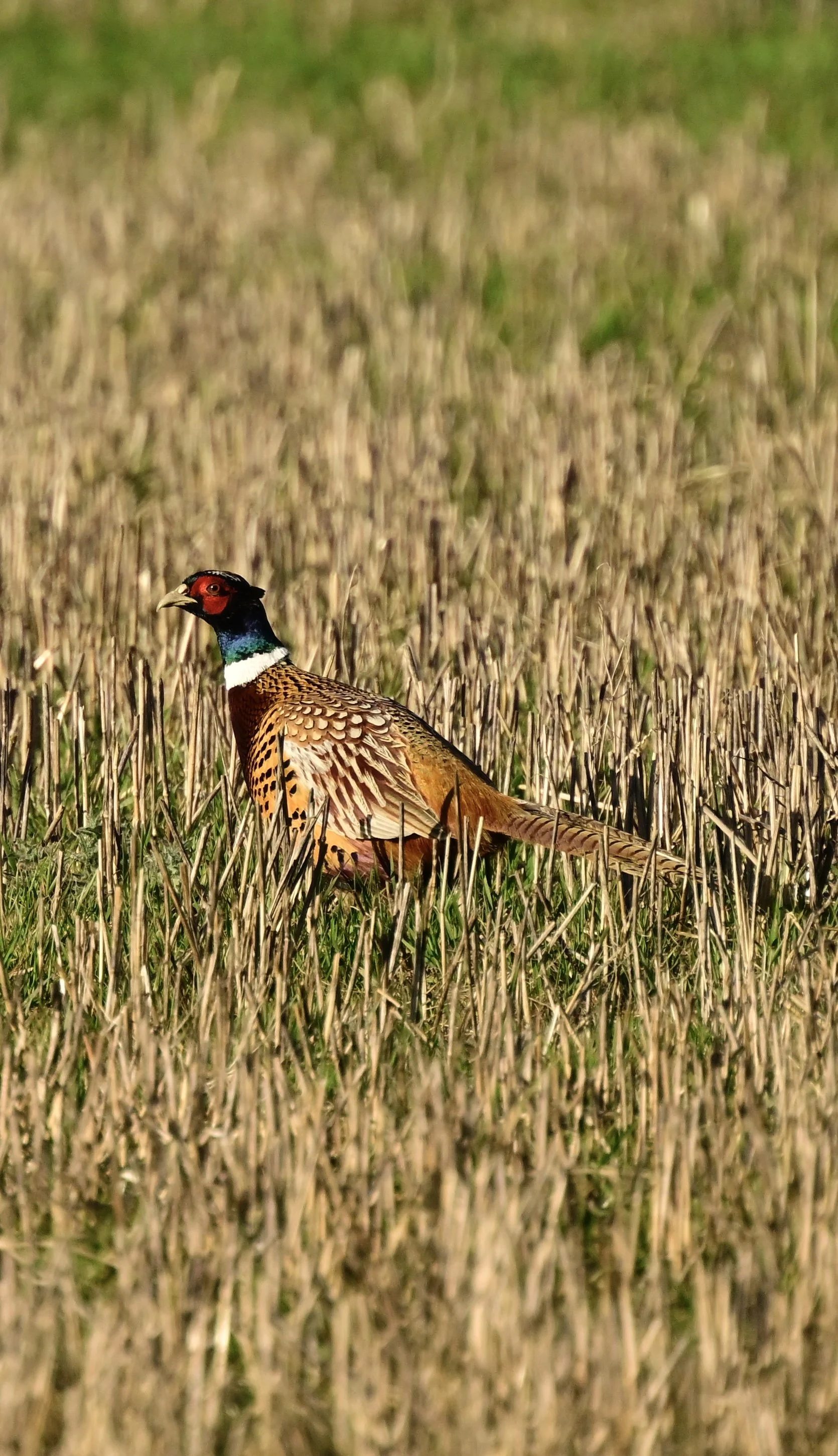 _DSC2942.jpeg