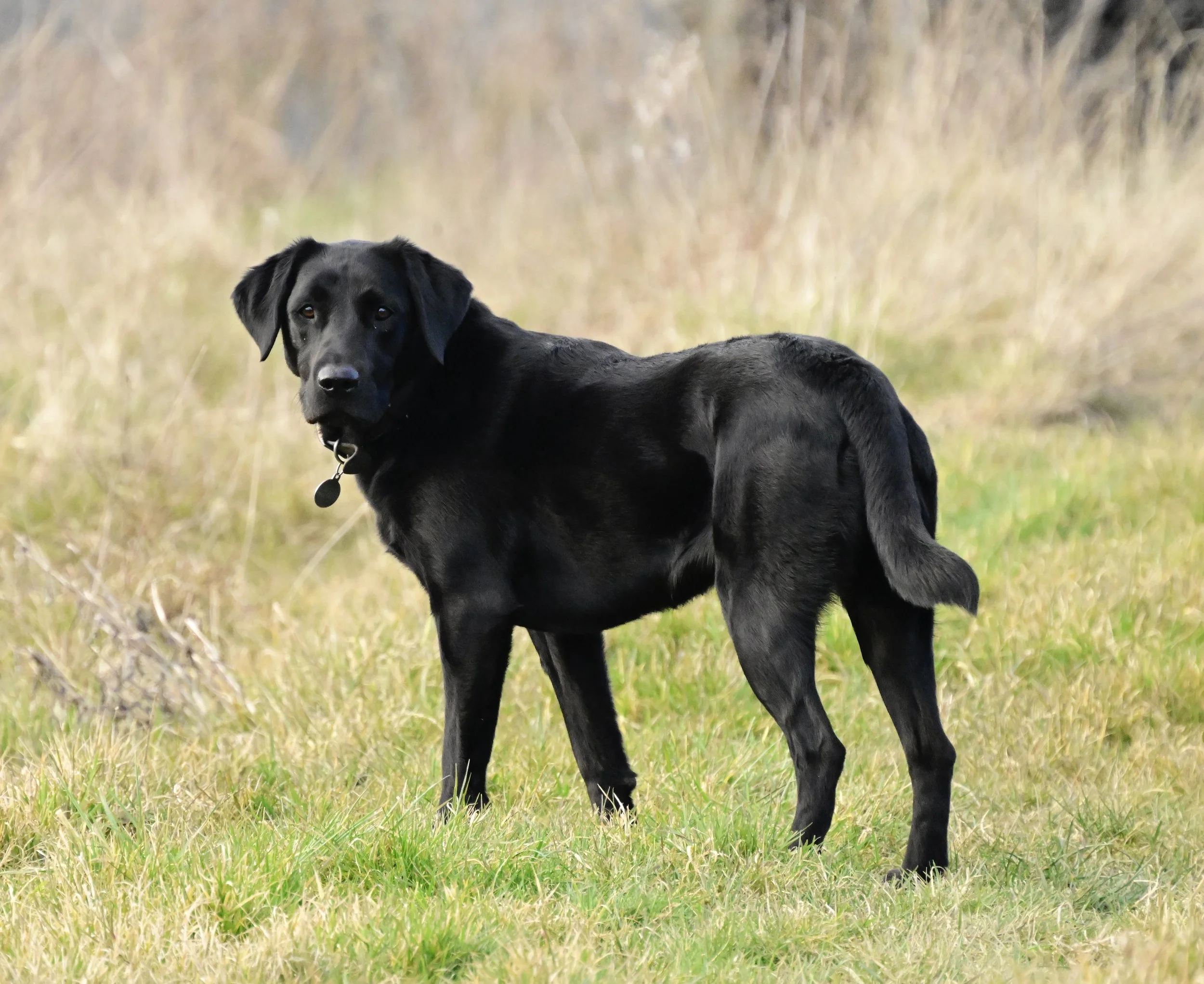 _DSC3223.jpeg