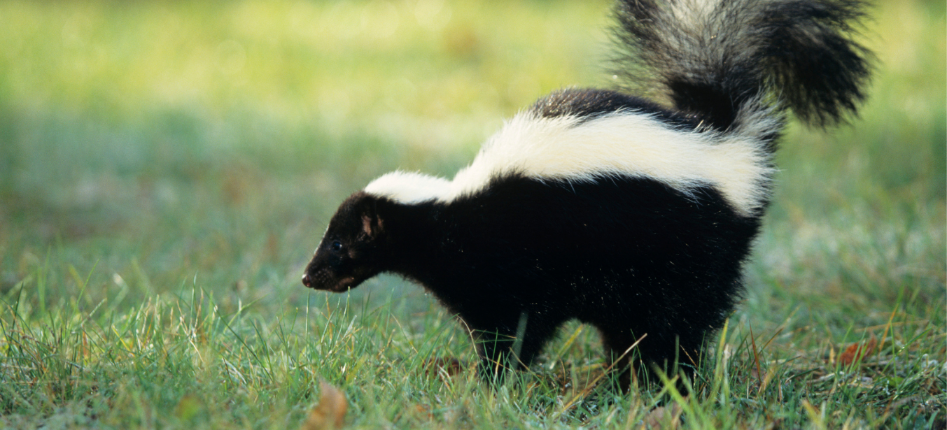 skunk problem in neighborhood