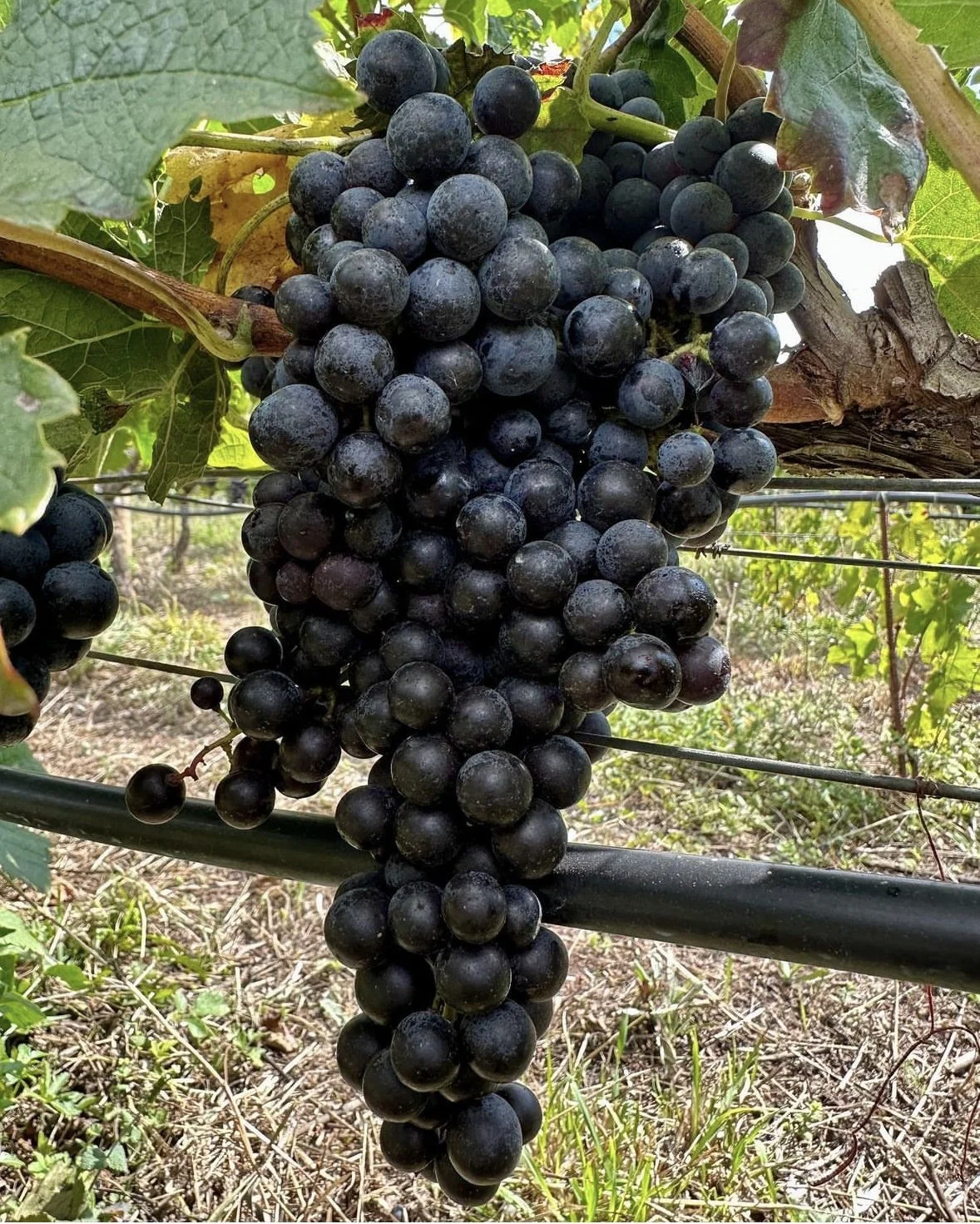 GRAPE - 2.jpg