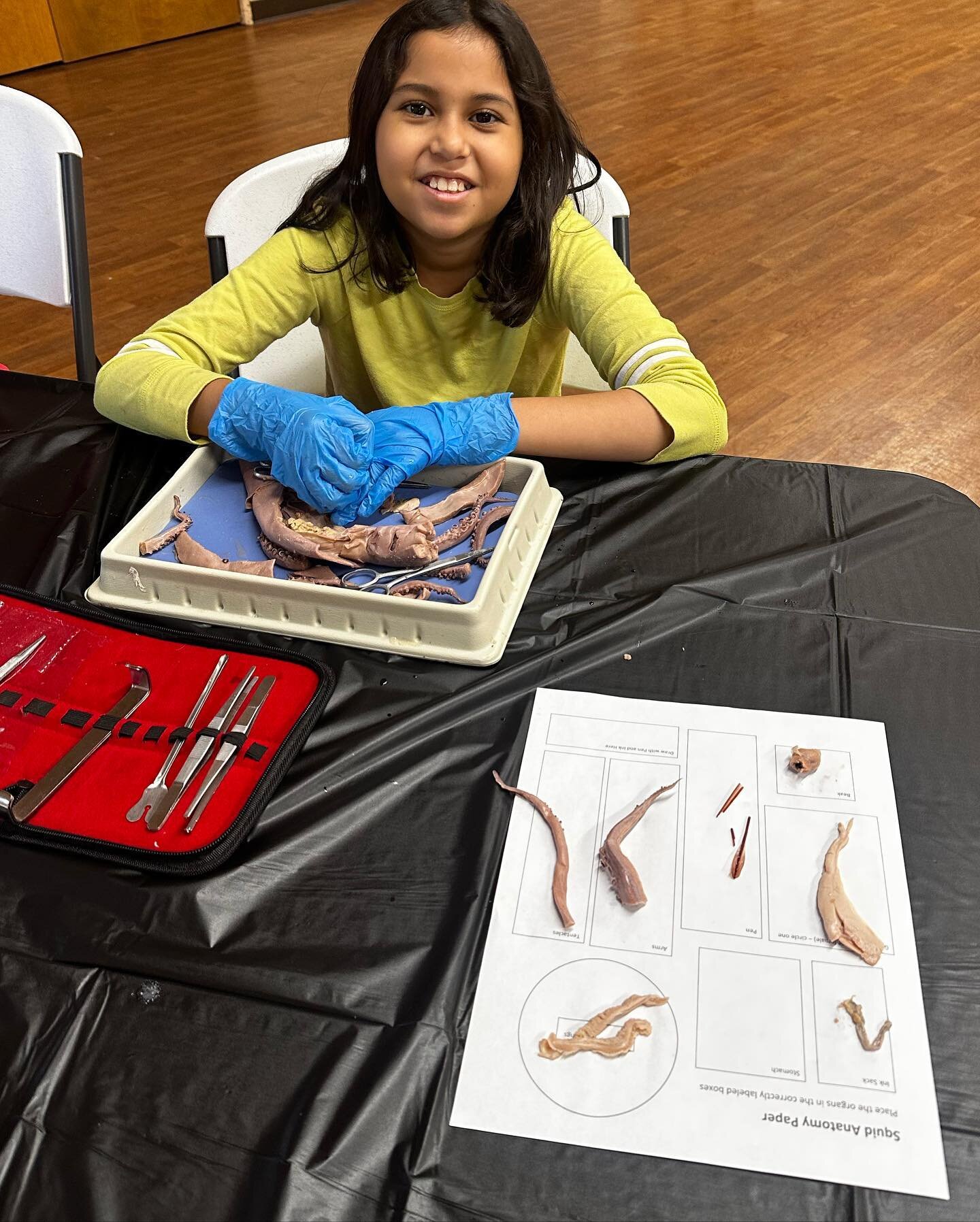 Invertebrates are so cool! Our squid dissection we saw an adaptation of a shell that is INSIDE the body and saw some pretty cool color changing chromatophores! 
#biologywithberta #homeschool #learningthroughplay #homeschooling  #childhoodunplugged #w
