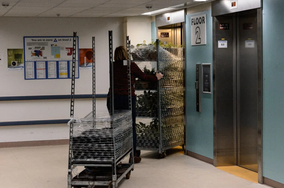 If you ever doubted the power of flowers