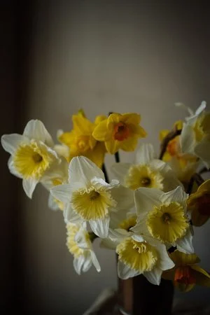 Daffodils (Copy)