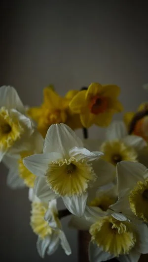Daffodils (Copy)