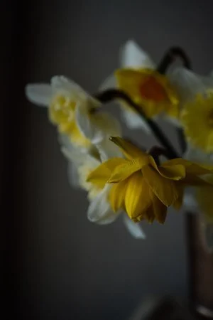 Daffodils (Copy)