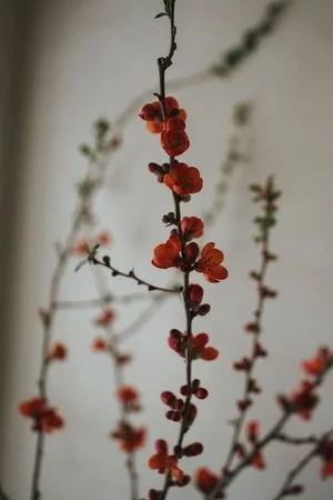 Japanese quince, ‘Texas Scarlet’ (Copy)