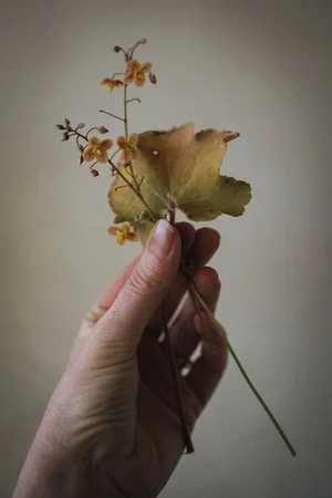 Epimedium (Copy)